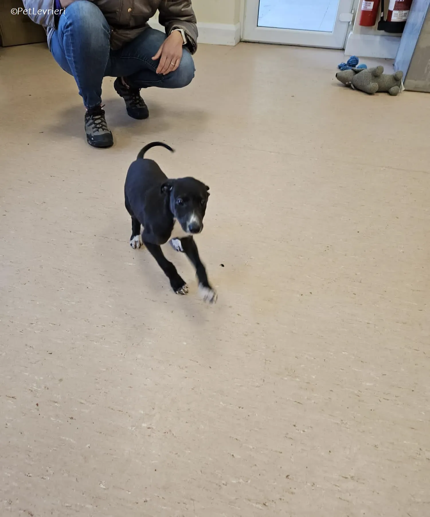 Erik adozione levrieri greyhound 17