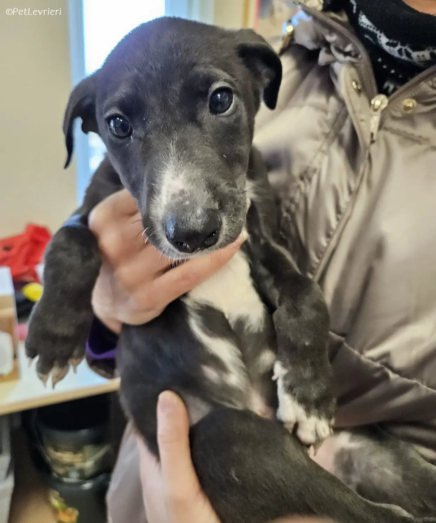 Erik adozione levrieri greyhound 18