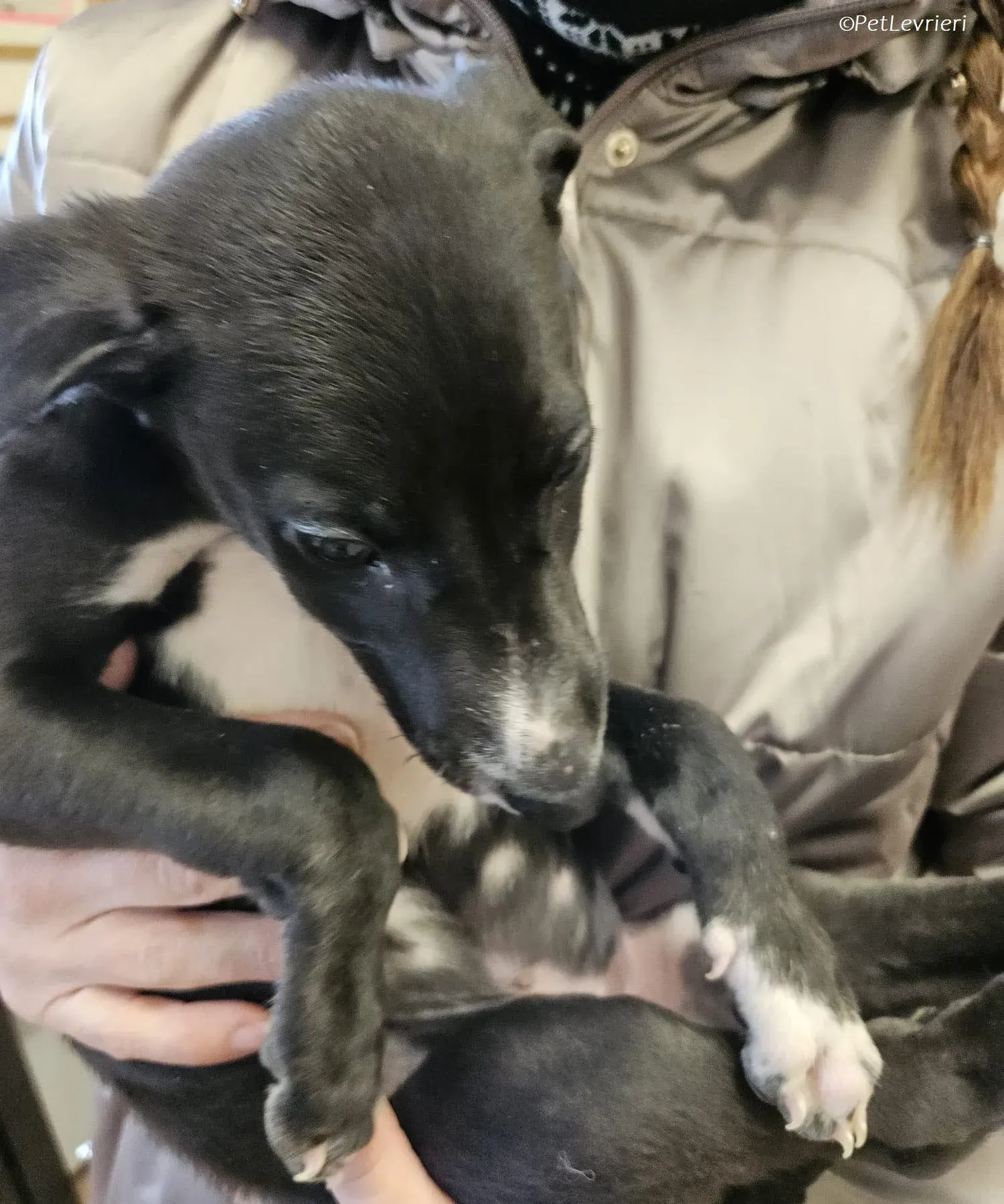 Erik adozione levrieri greyhound 19