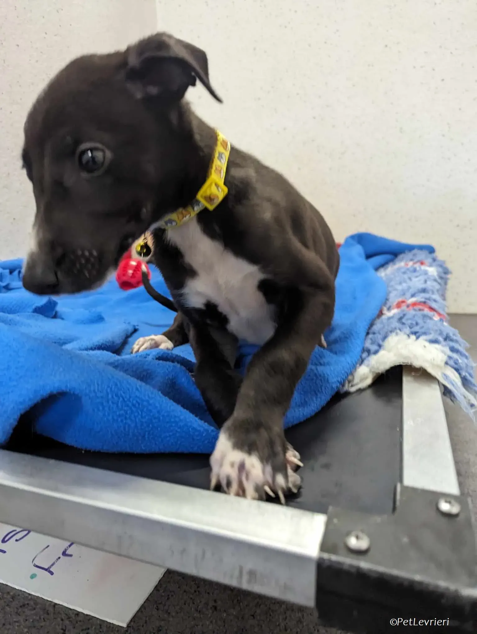 Erik adozione levrieri greyhound 2