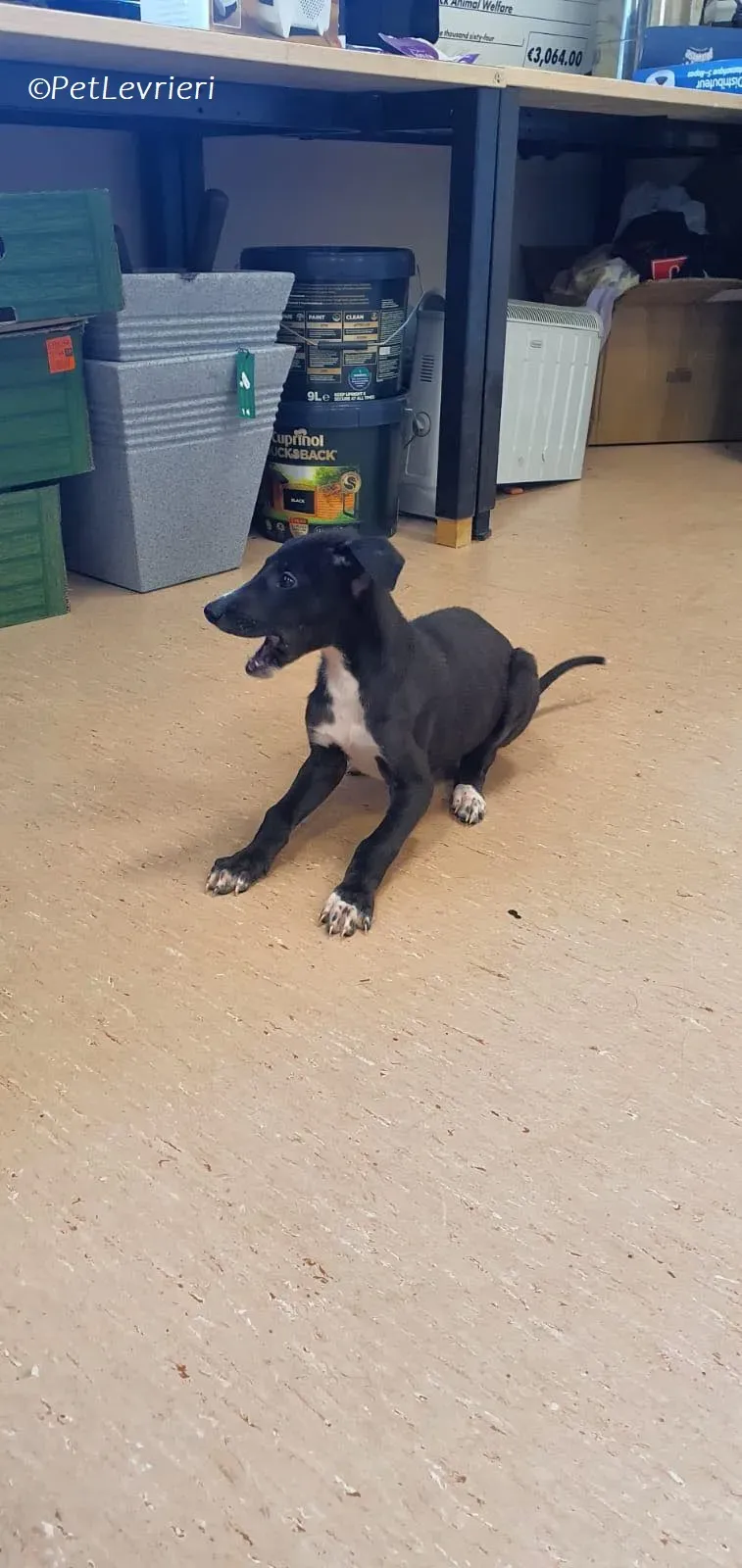 Erik adozione levrieri greyhound 20