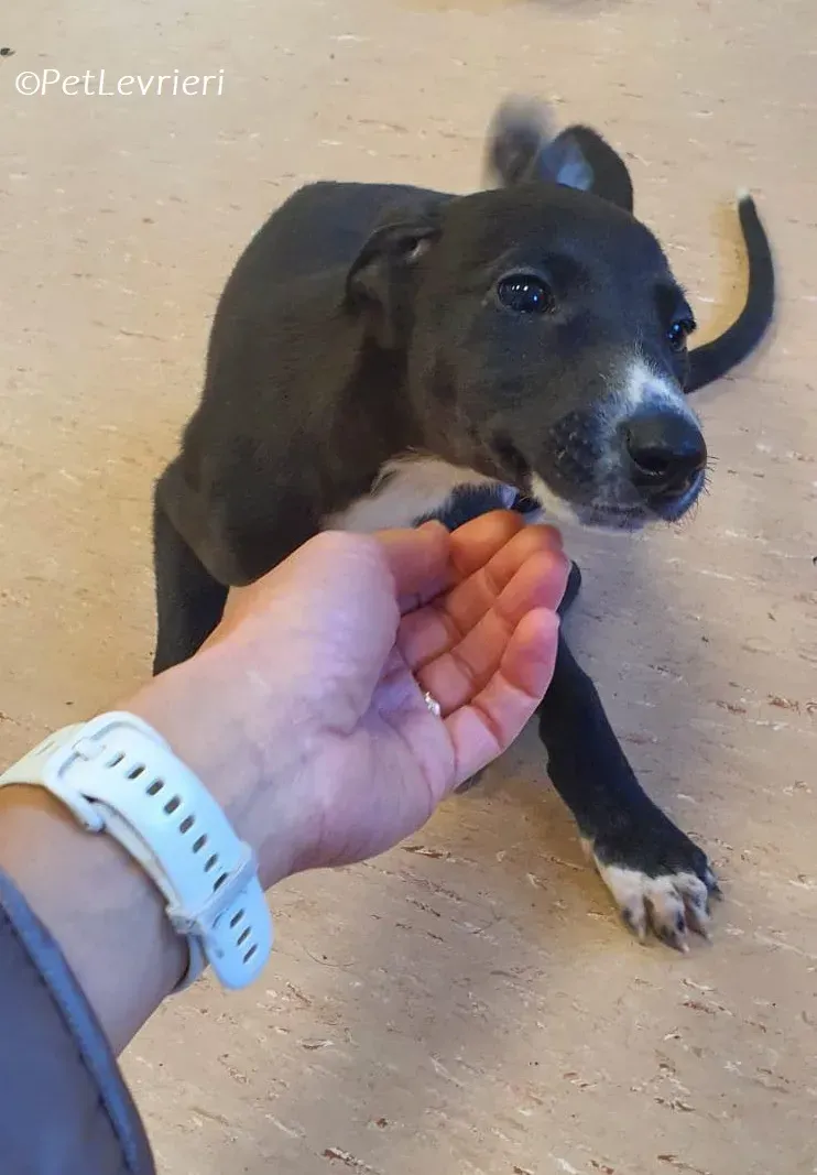 Erik adozione levrieri greyhound 21