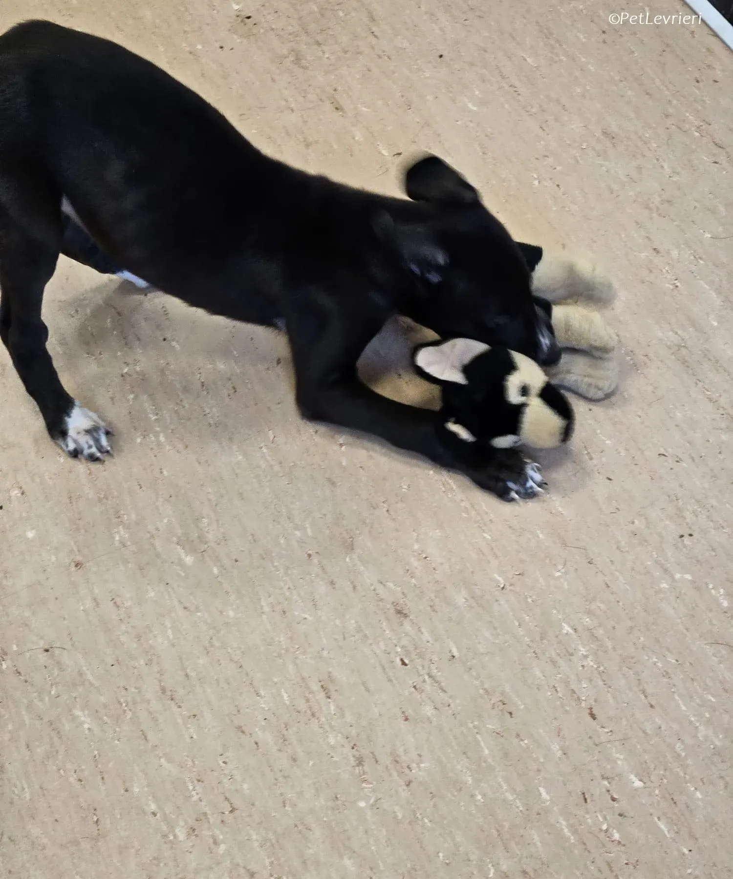 Erik adozione levrieri greyhound 22