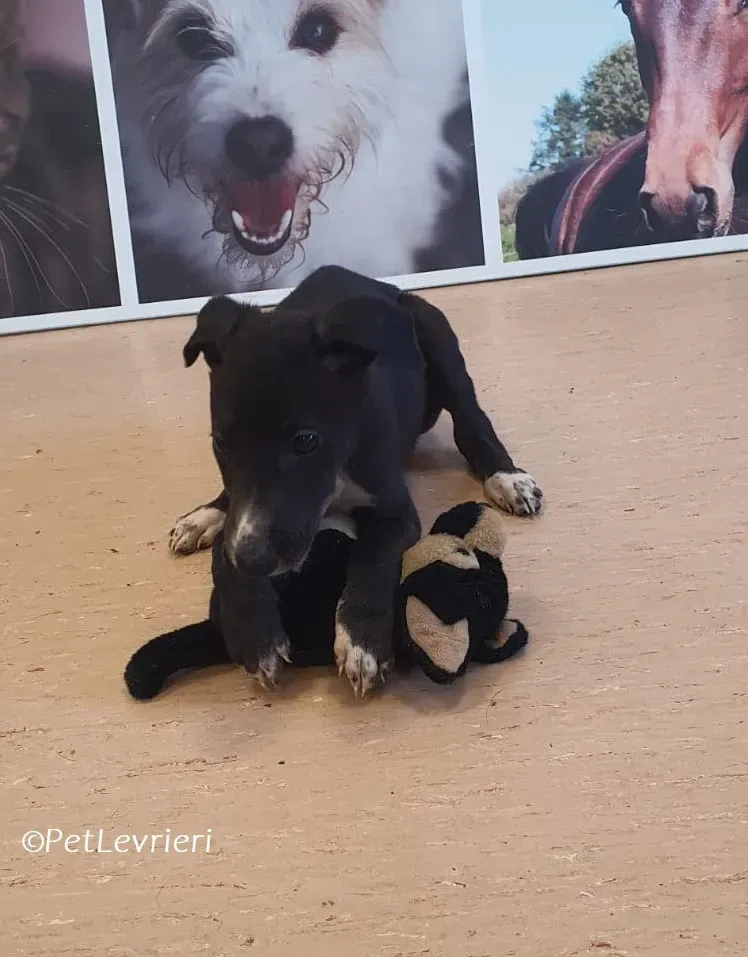 Erik adozione levrieri greyhound 23