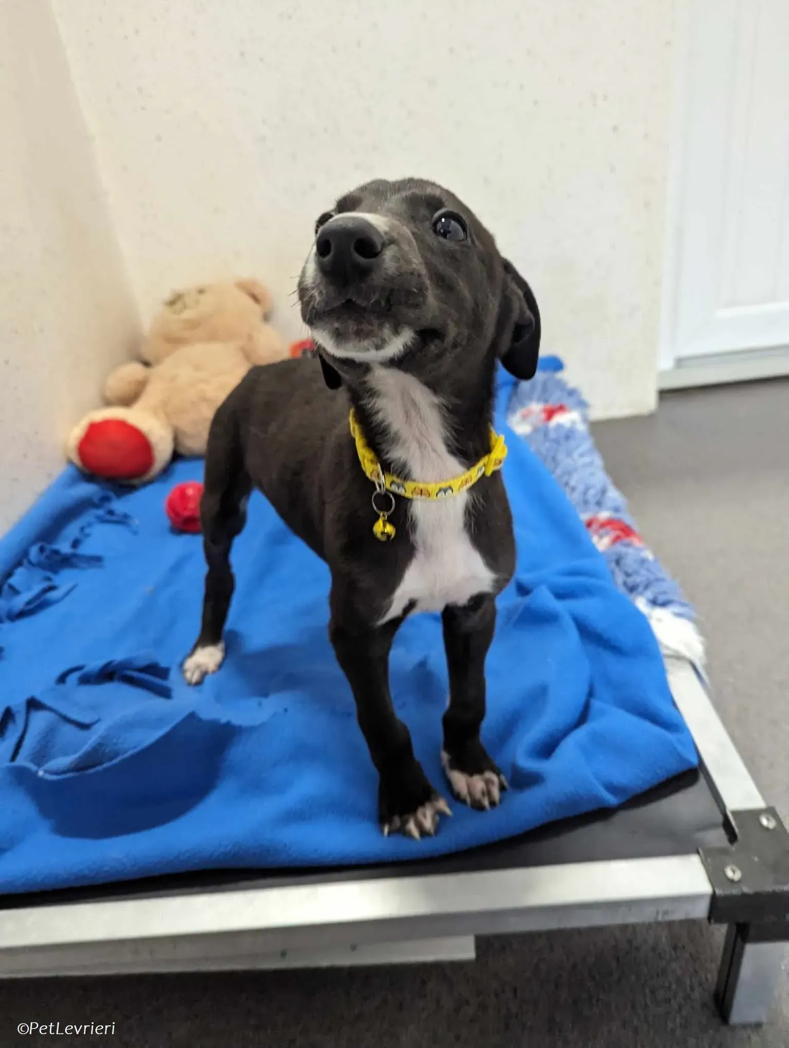 Erik adozione levrieri greyhound 3