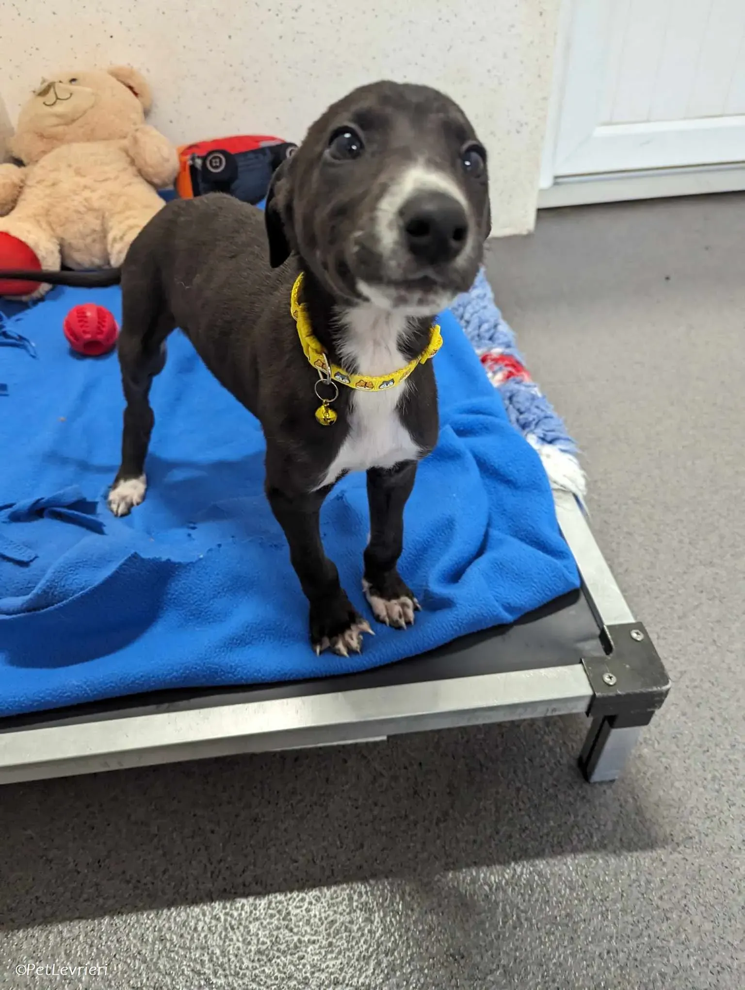 Erik adozione levrieri greyhound 4