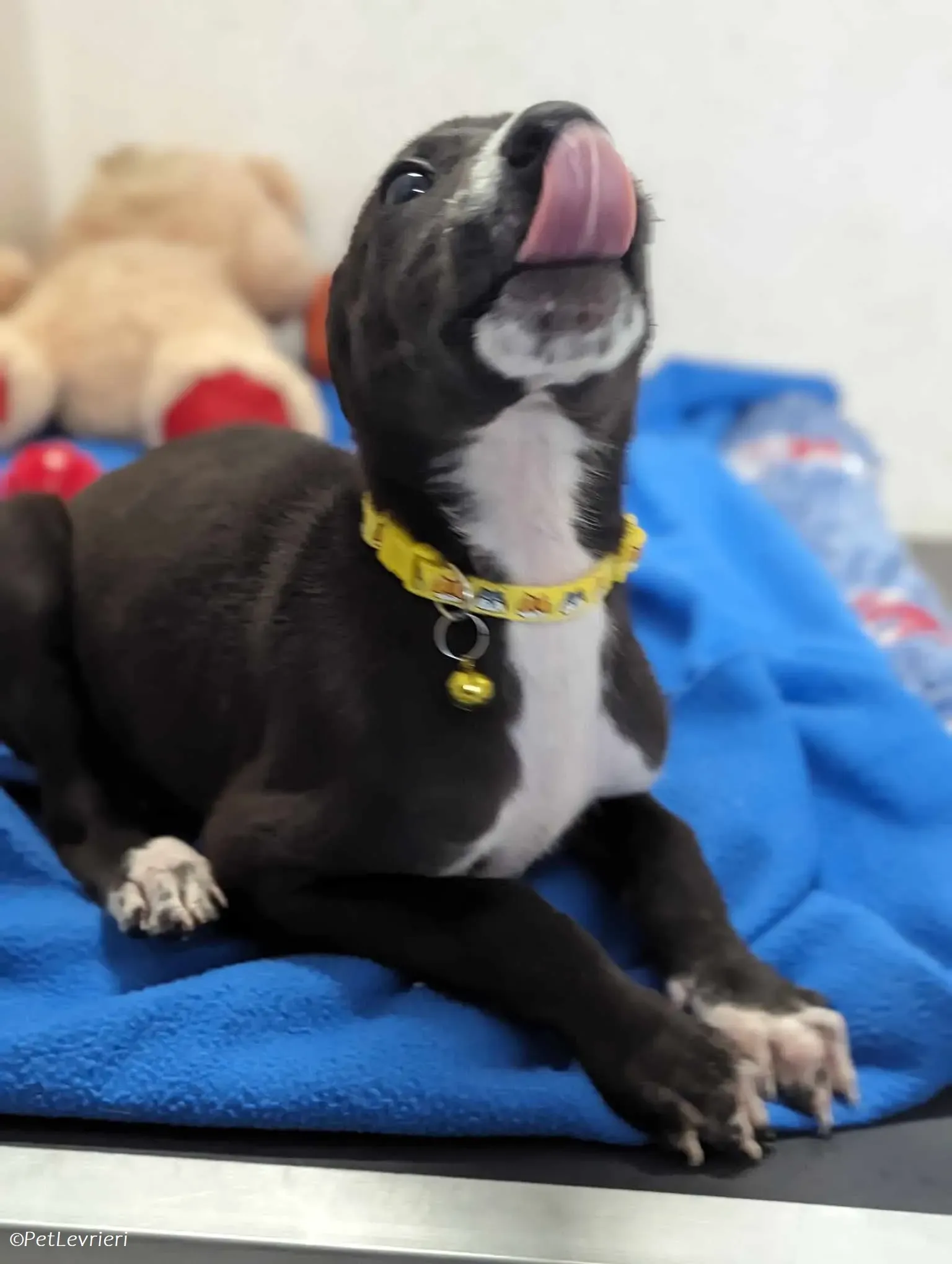 Erik adozione levrieri greyhound 5