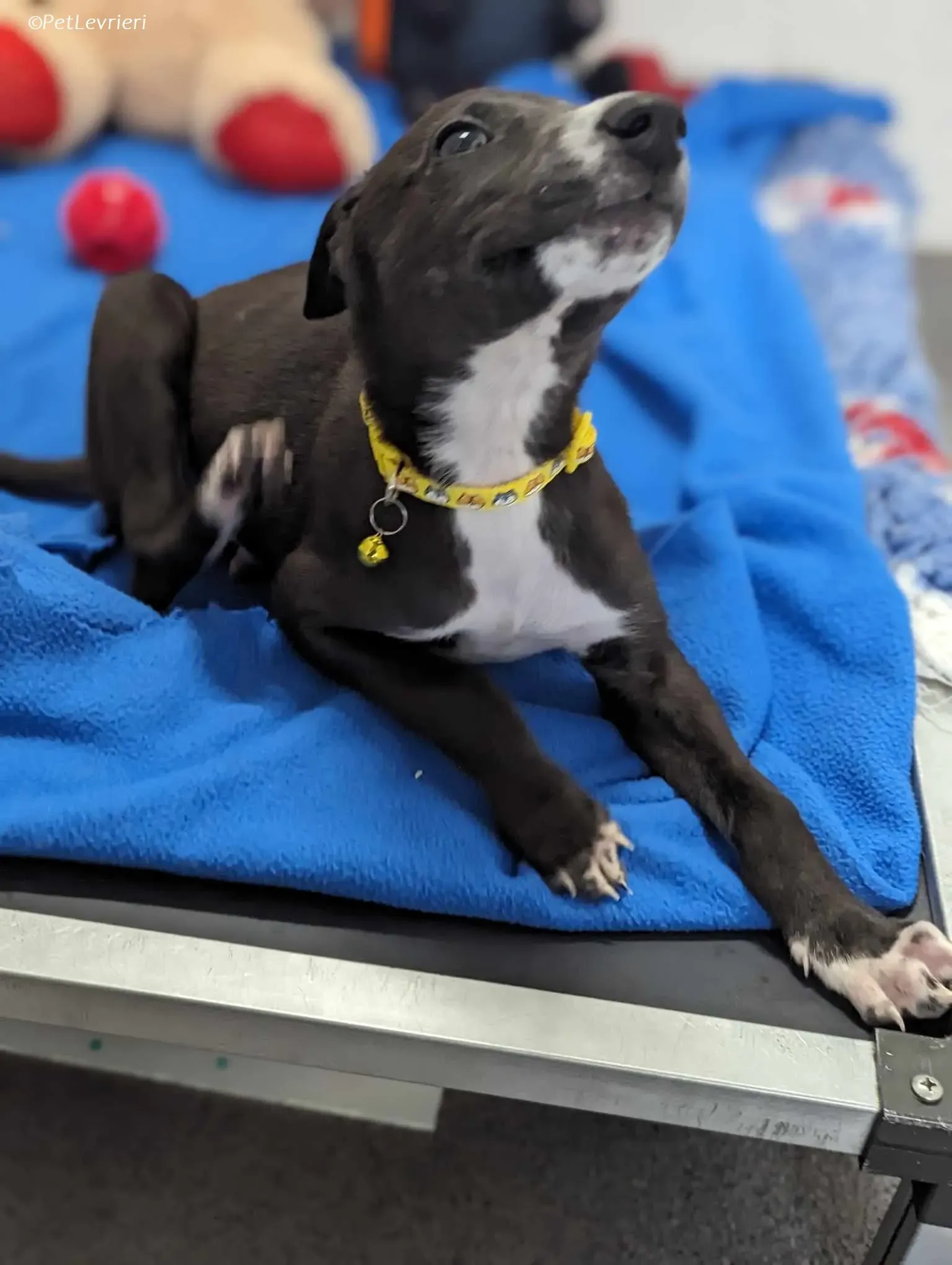 Erik adozione levrieri greyhound 6