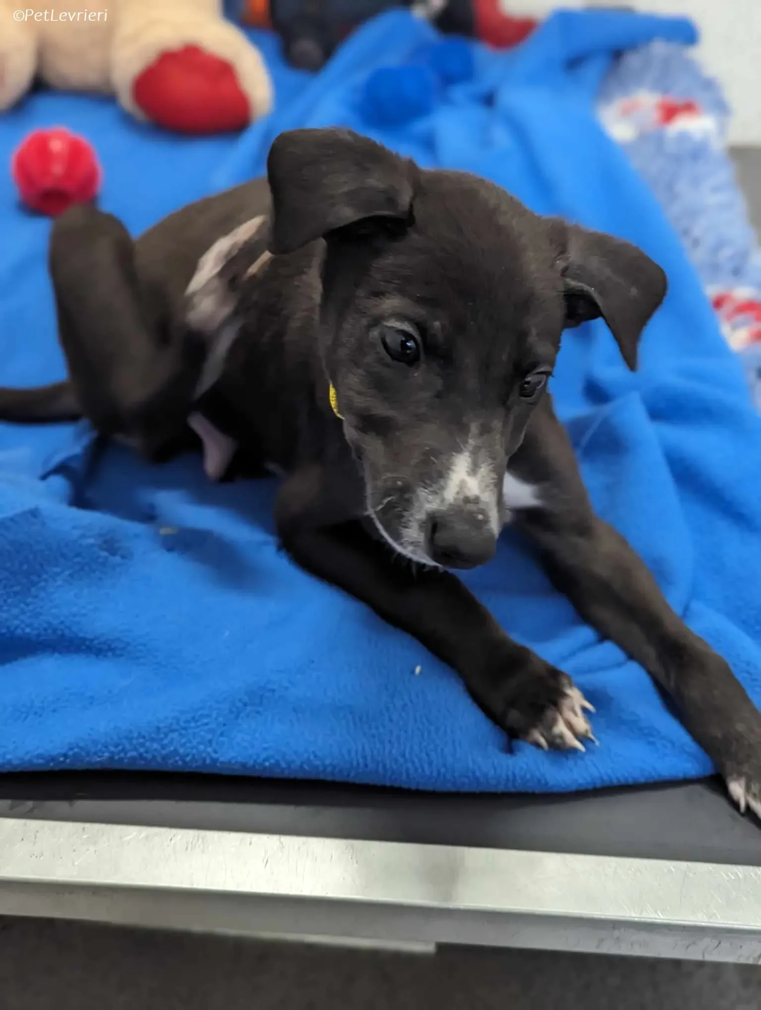 Erik adozione levrieri greyhound 7