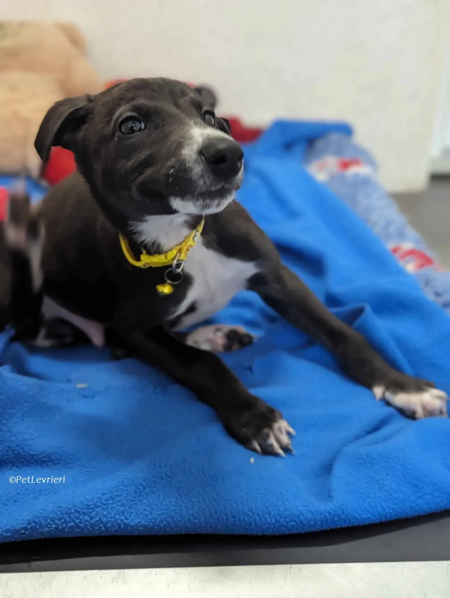 Erik adozione levrieri greyhound 8