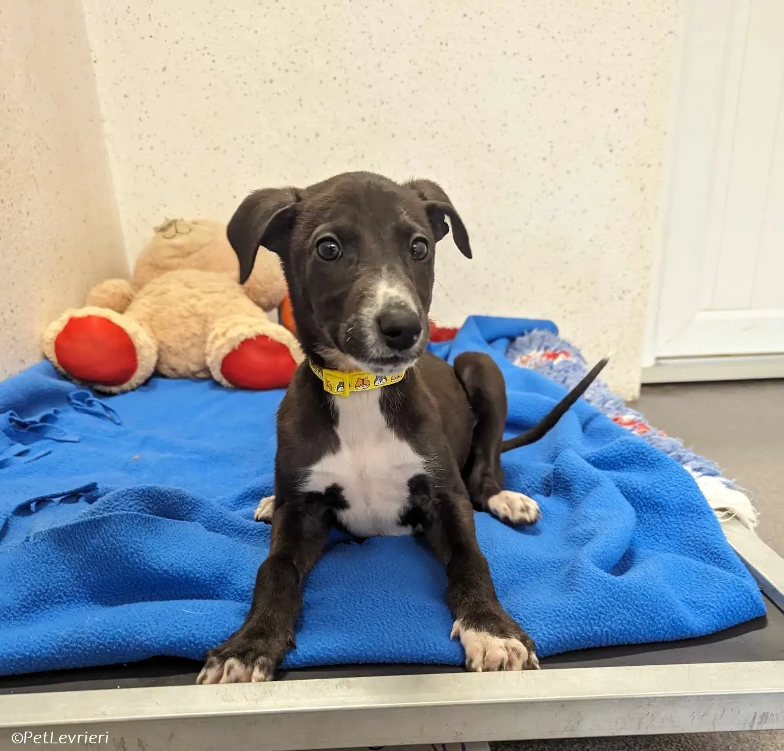 Erik adozione levrieri greyhound 9