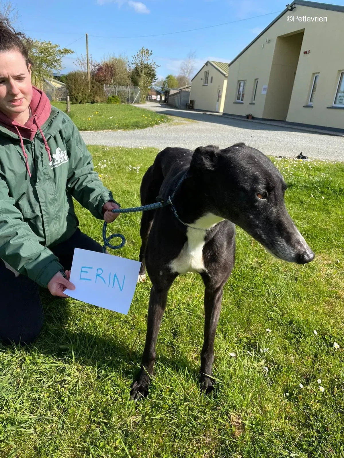 Erin adozione levrieri greyhound 1