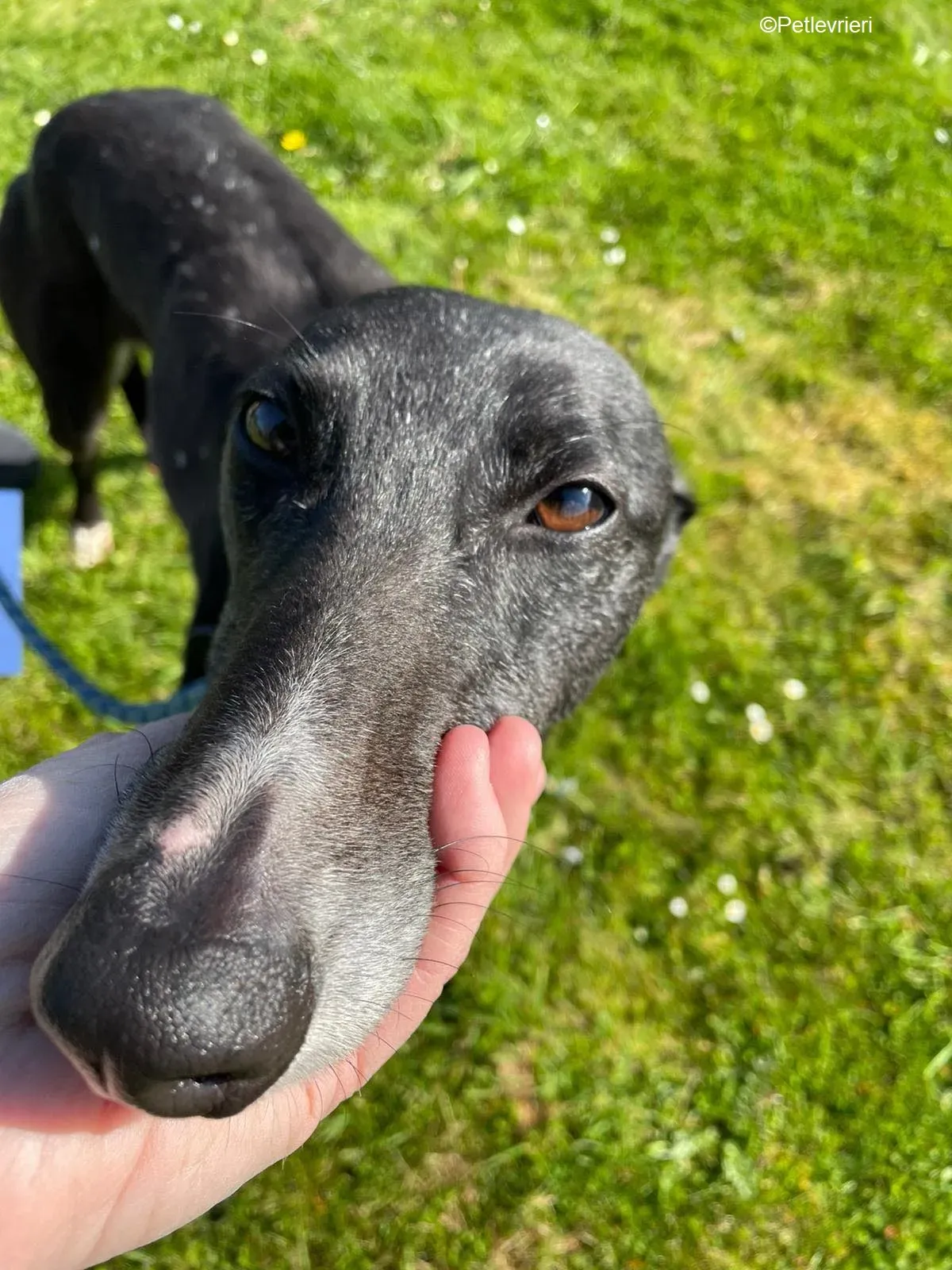 Erin adozione levrieri greyhound 10