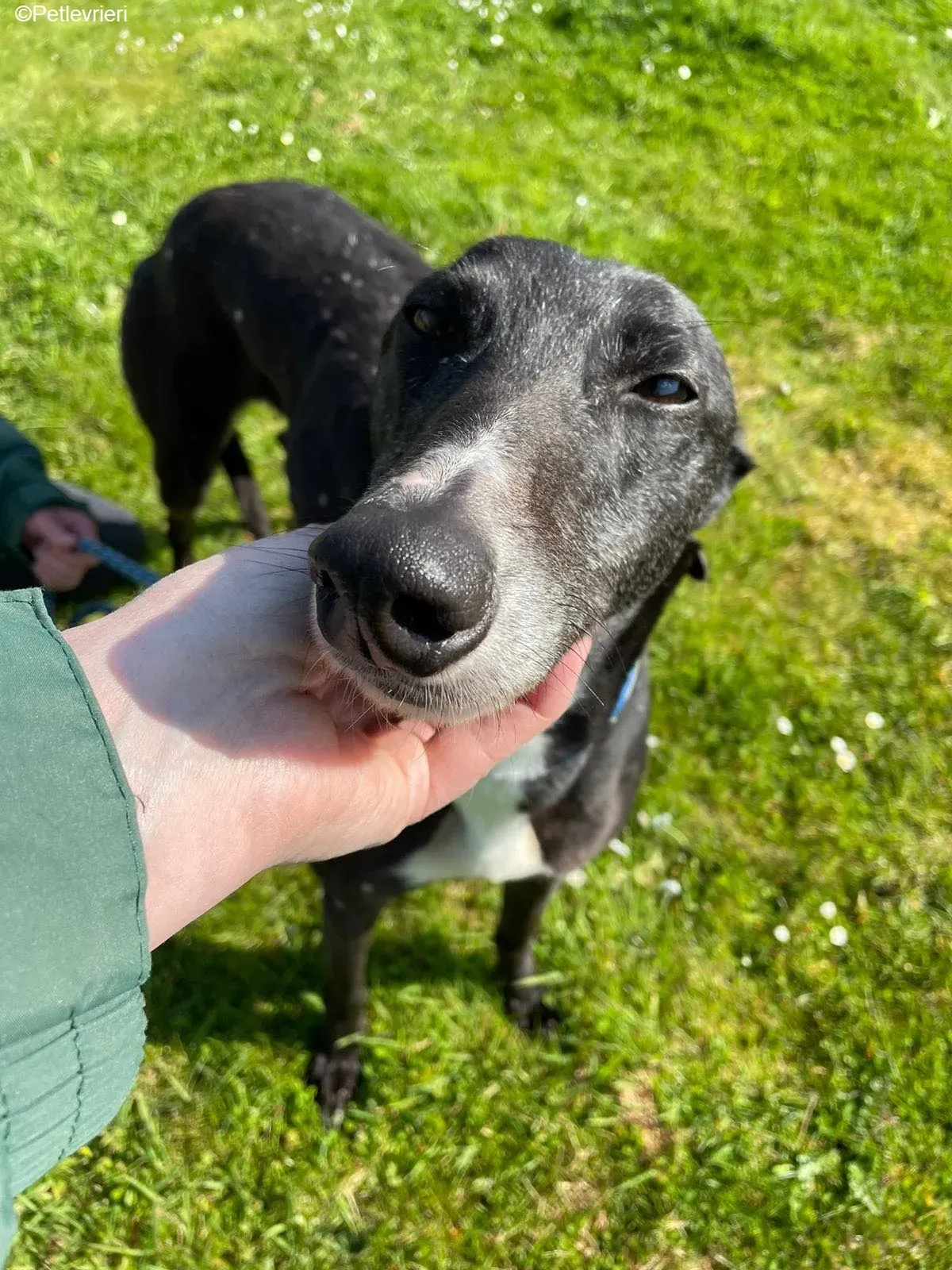 Erin adozione levrieri greyhound 11