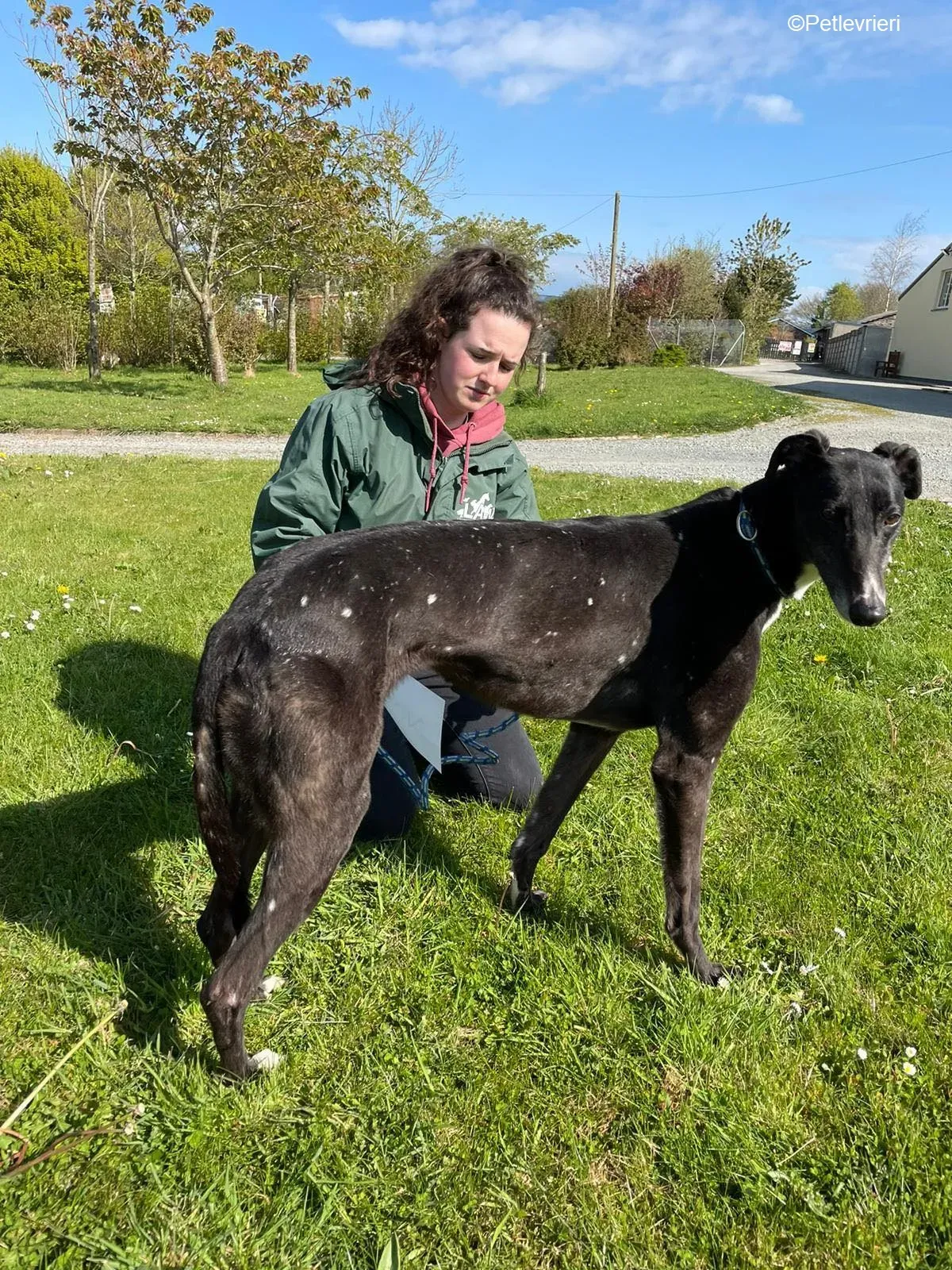 Erin adozione levrieri greyhound 13