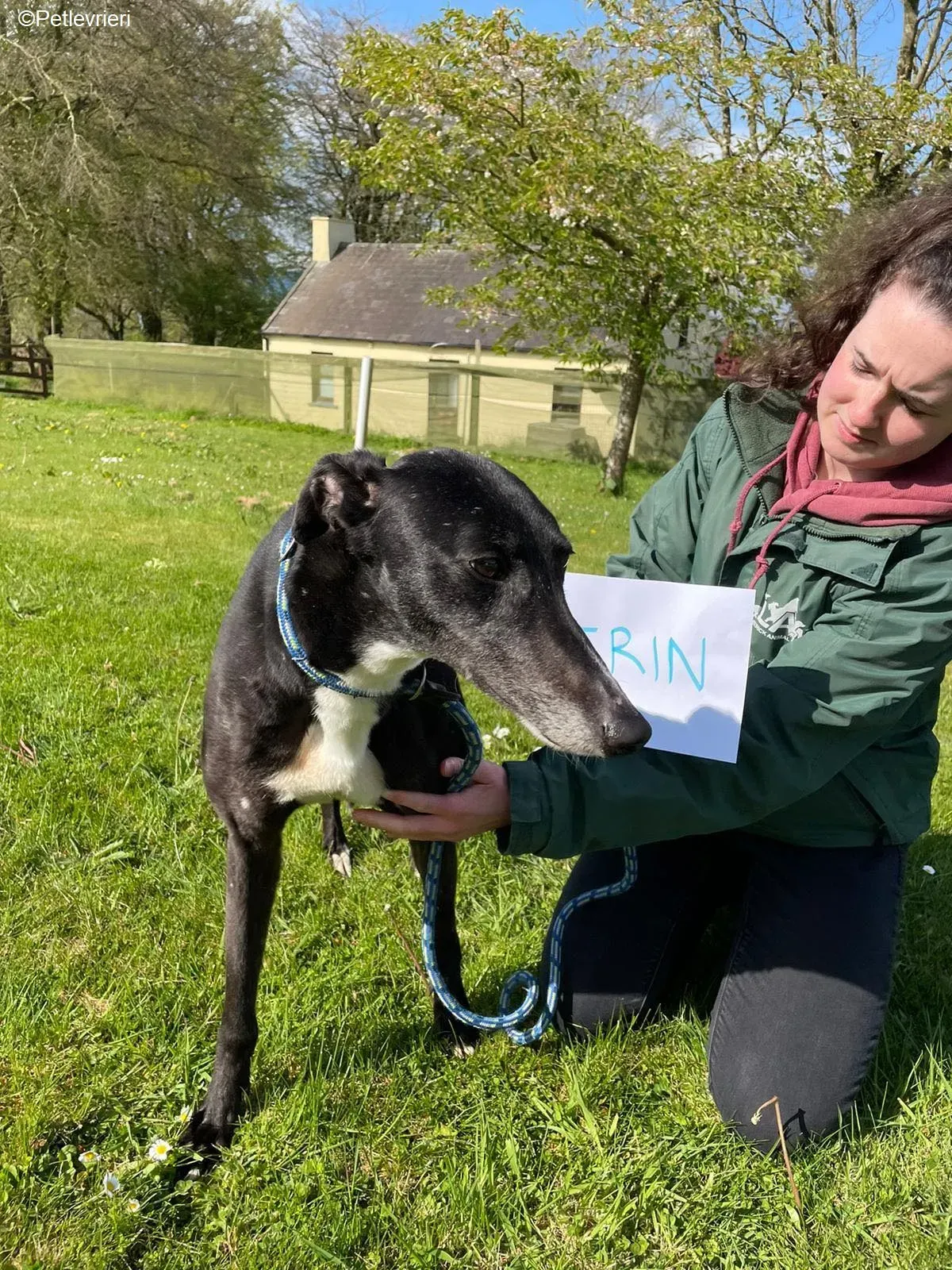 Erin adozione levrieri greyhound 14