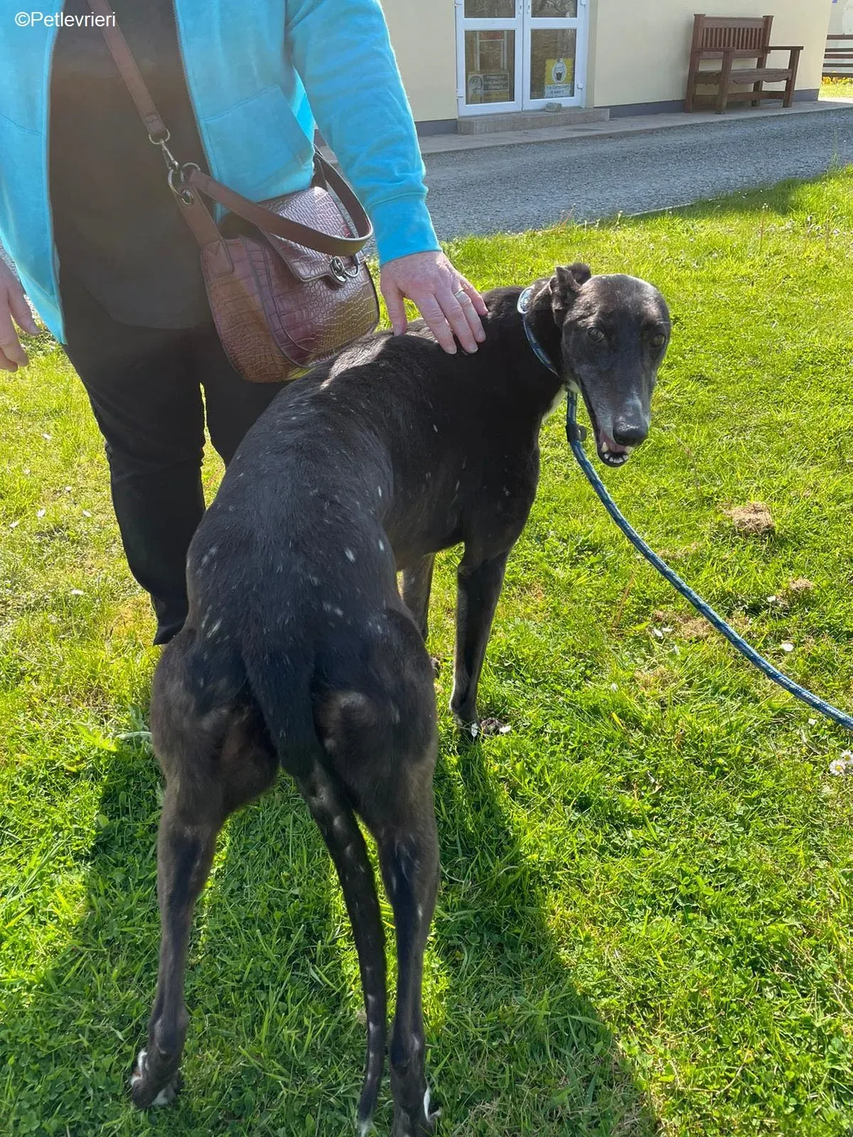 Erin adozione levrieri greyhound 3