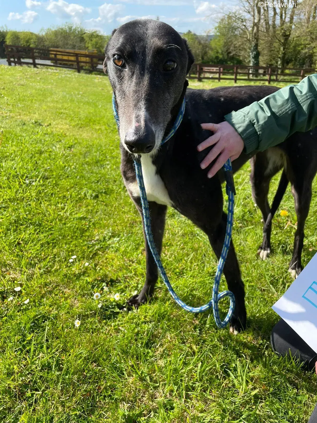 Erin adozione levrieri greyhound 4