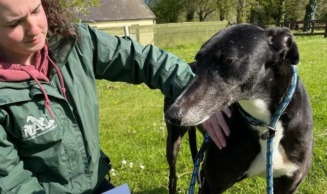 Erin adozione levrieri greyhound 5 e1619880602298