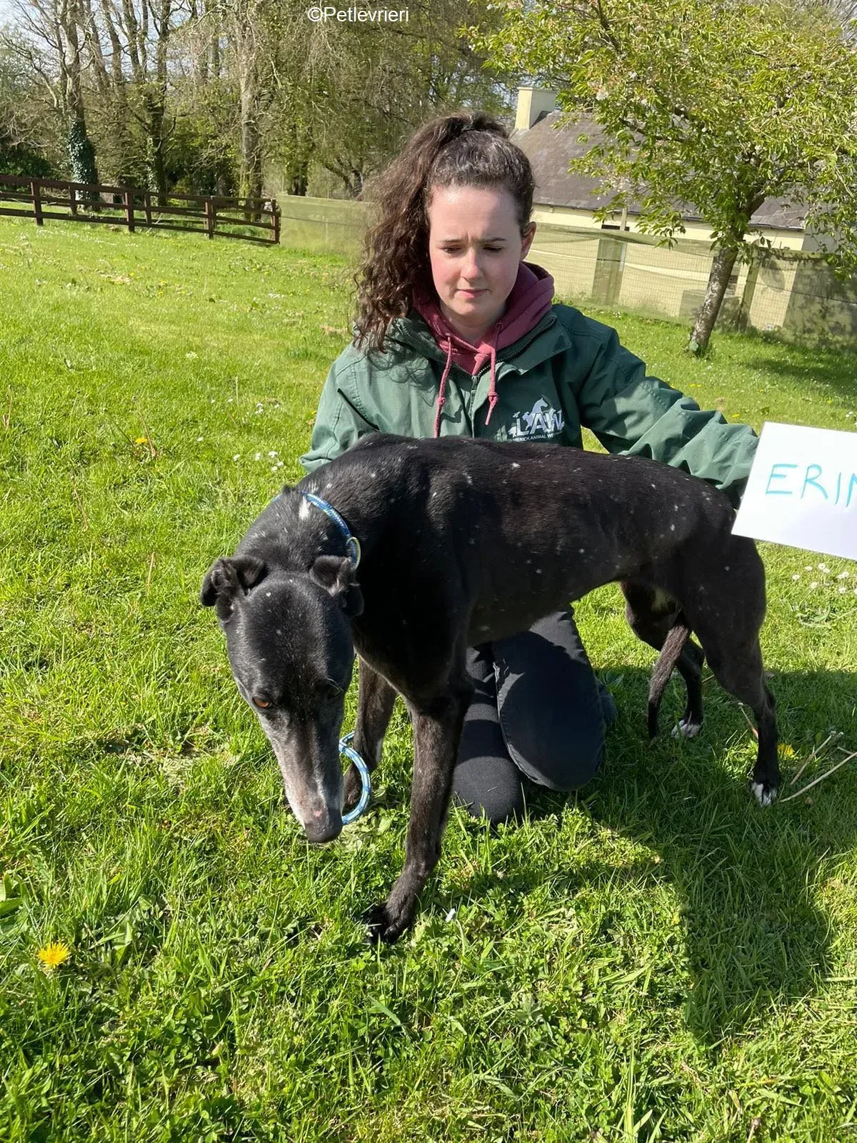 Erin adozione levrieri greyhound 6