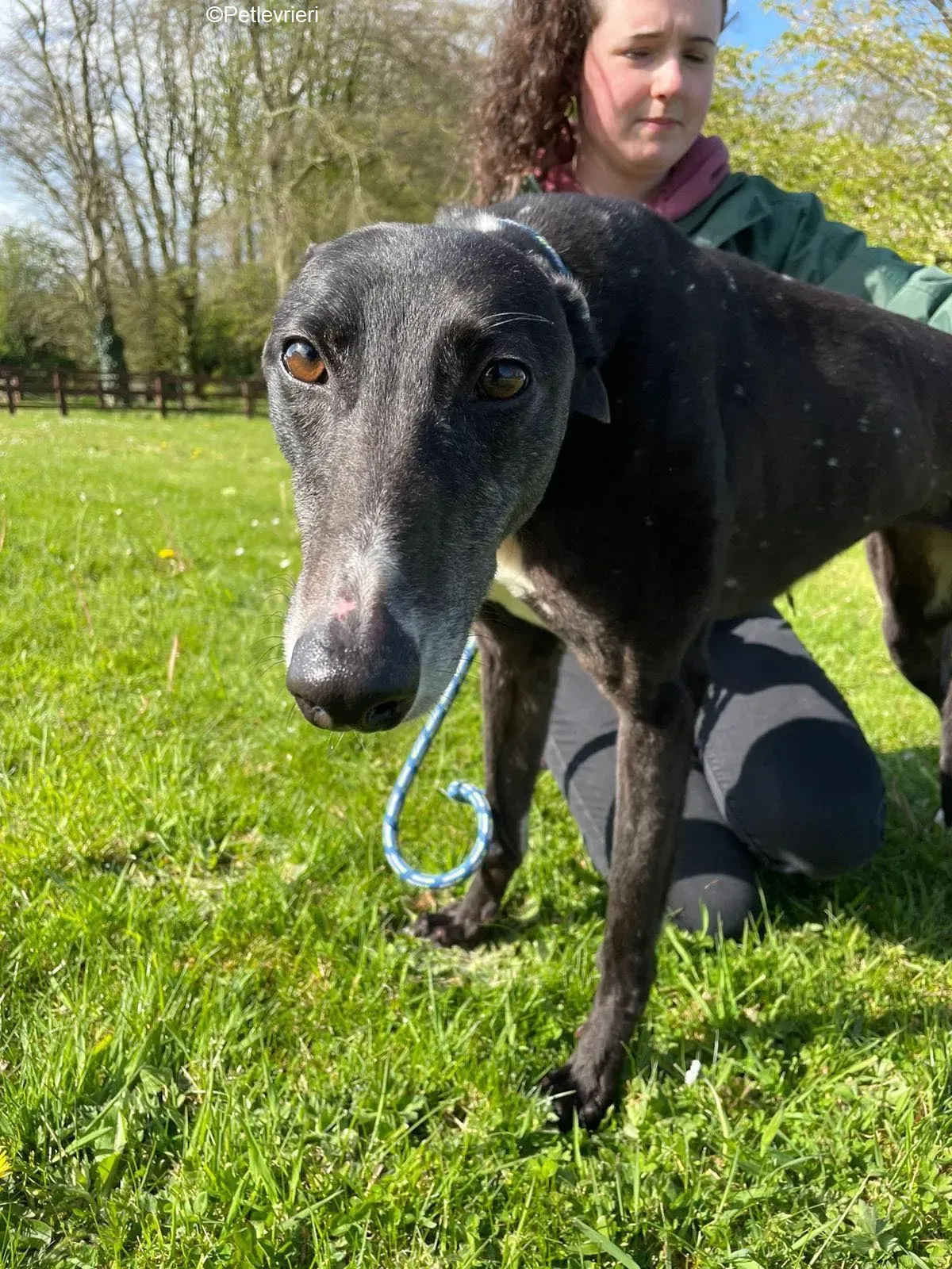 Erin adozione levrieri greyhound 8