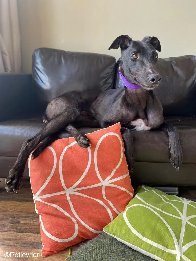 Ernest adozione levrieri greyhound 1