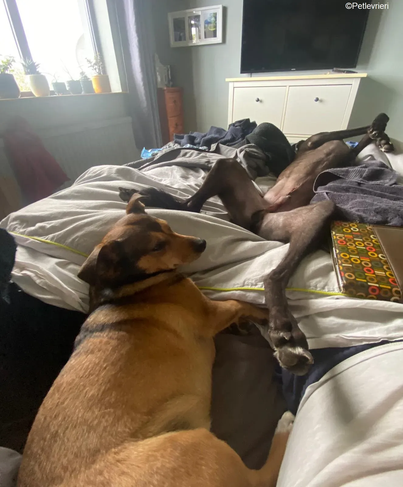 Ernest adozione levrieri greyhound 2