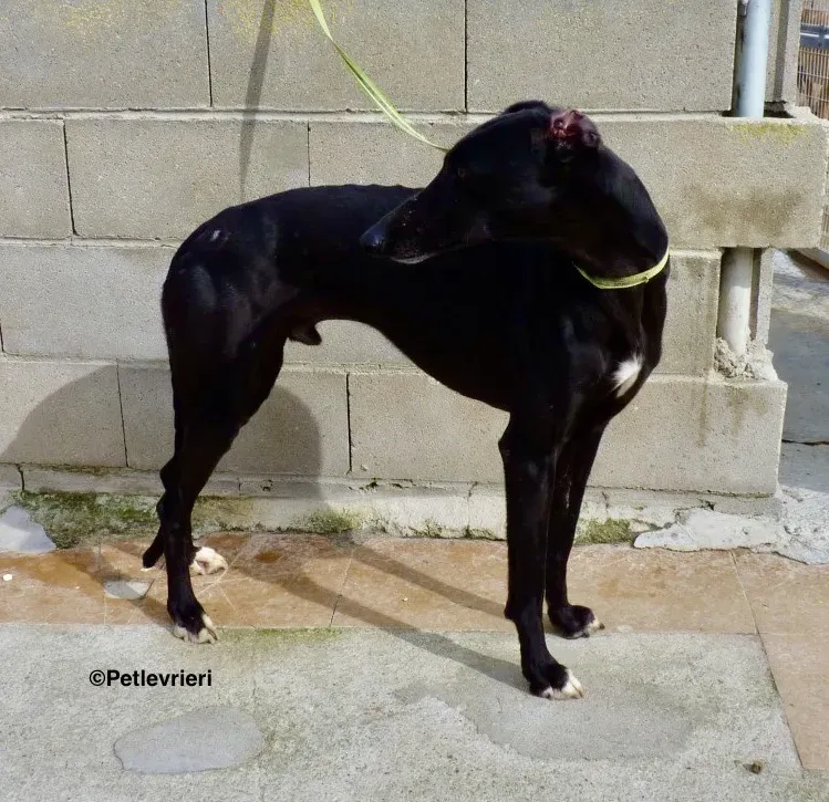 Eros adozione levrieri galgo 01