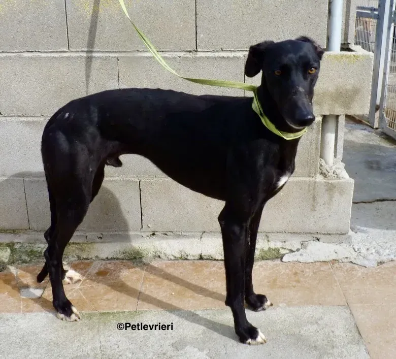 Eros adozione levrieri galgo 02