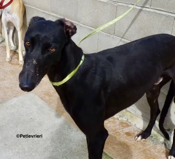 Eros adozione levrieri galgo 03