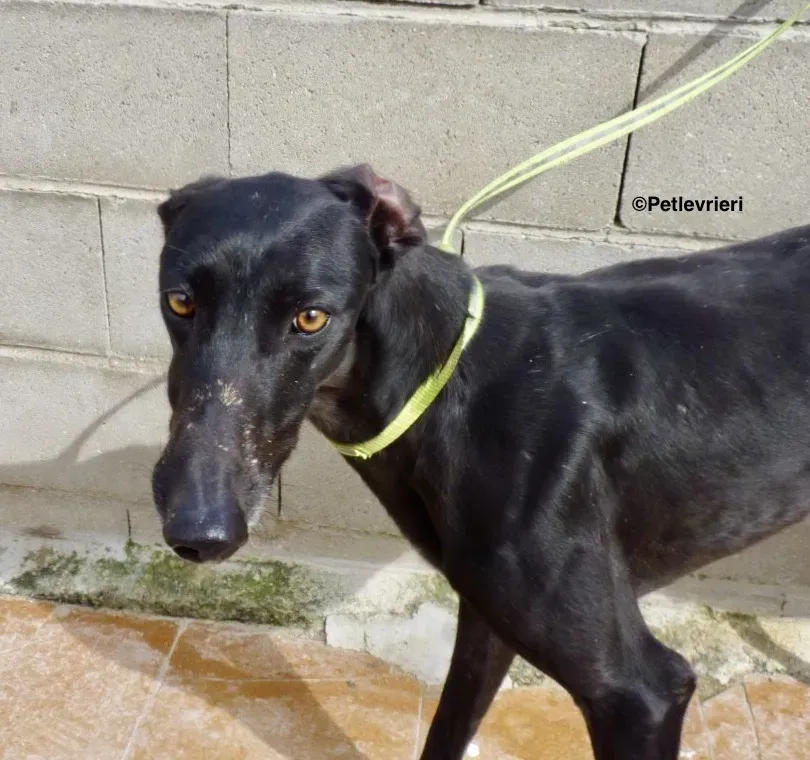 Eros adozione levrieri galgo 04 1