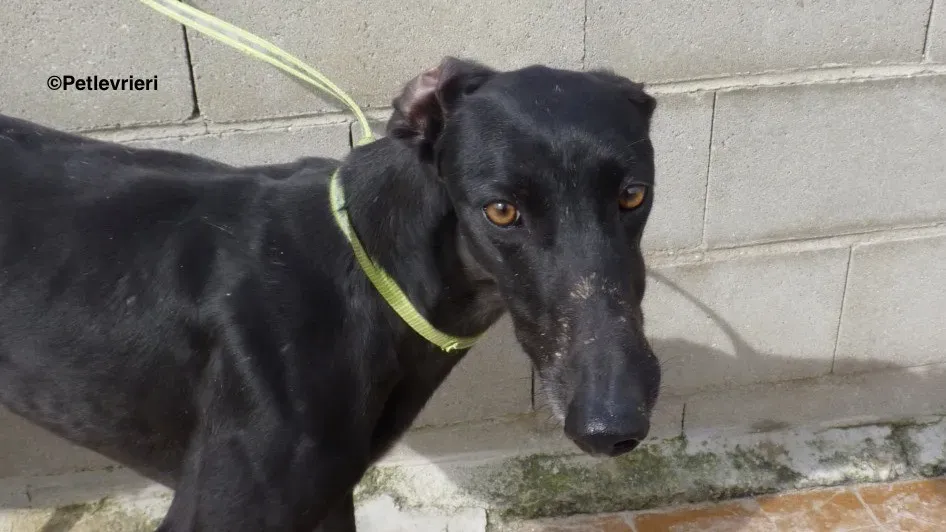 Eros adozione levrieri galgo 04