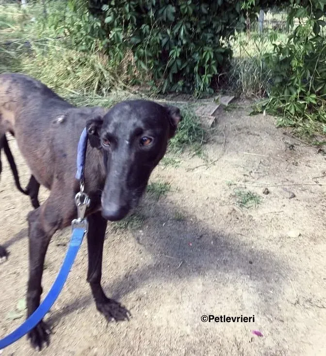 Eros adozione levrieri galgo 1