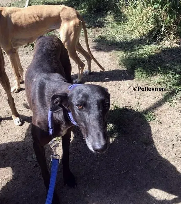 Eros adozione levrieri galgo 2