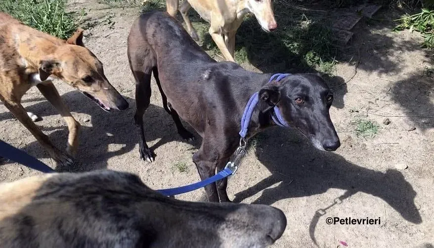 Eros adozione levrieri galgo 3