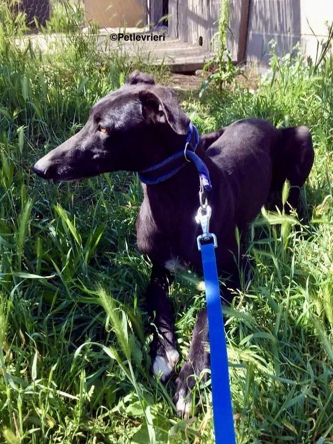 Eros adozione levrieri galgo 4