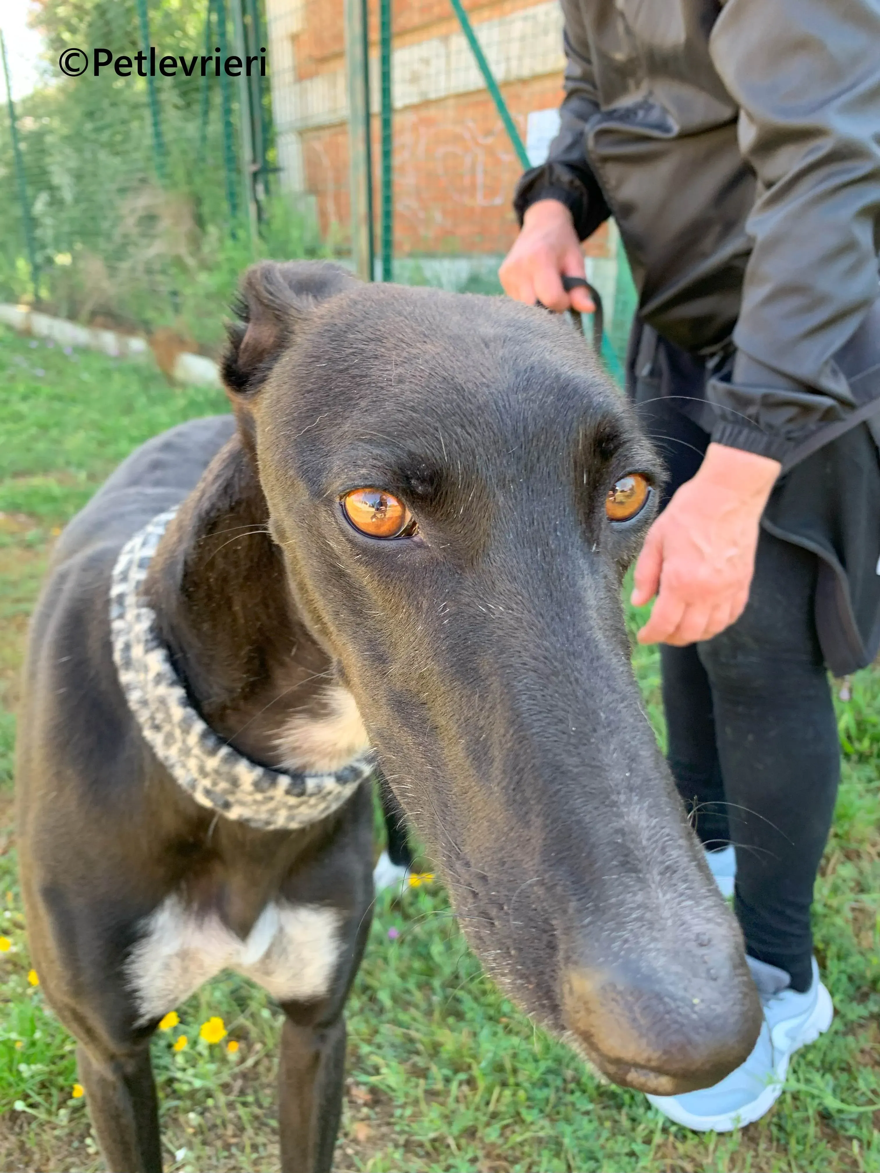 Eros galgo adozione pet levrieri onlus 1 2