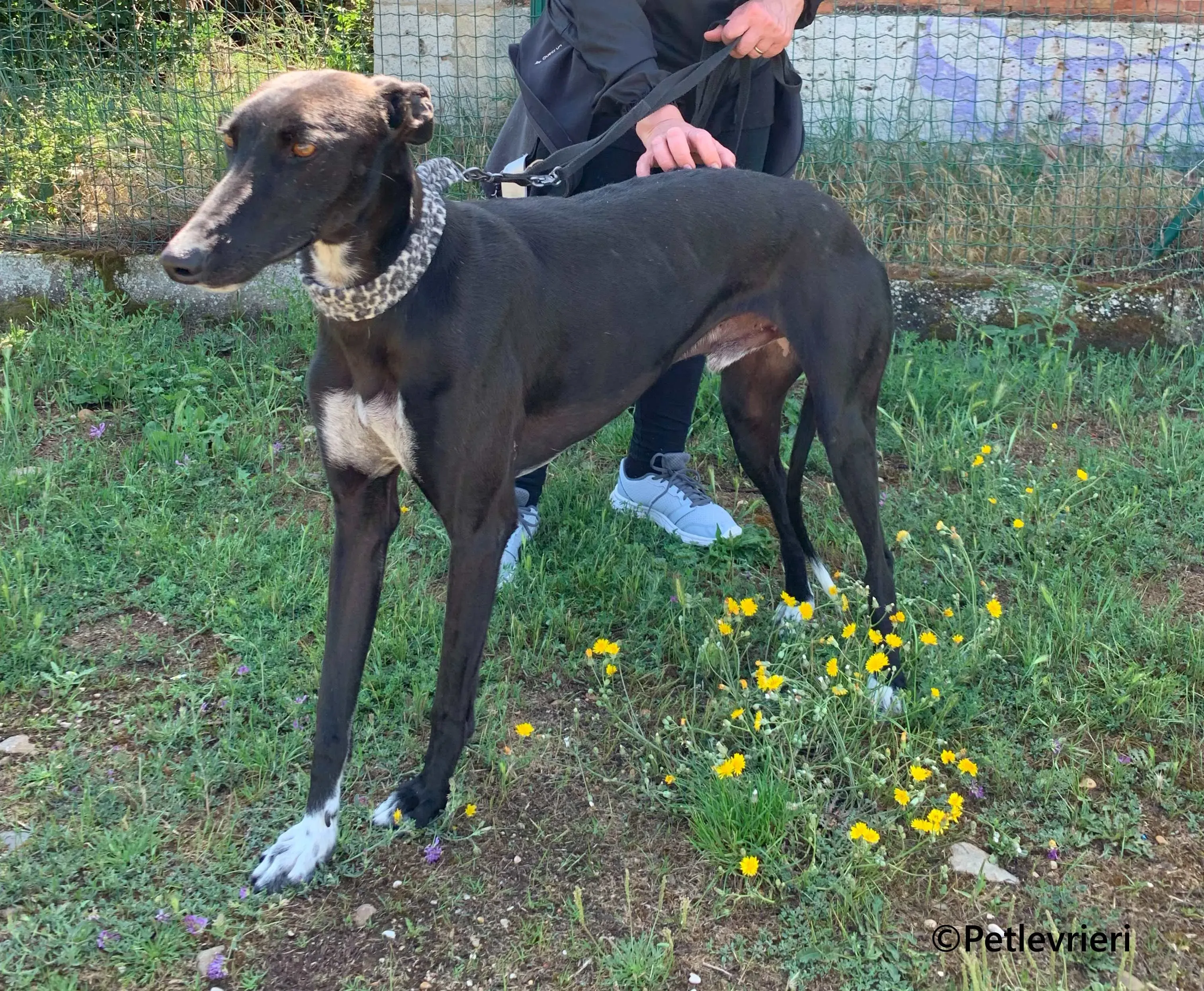 Eros galgo adozione pet levrieri onlus 10 1