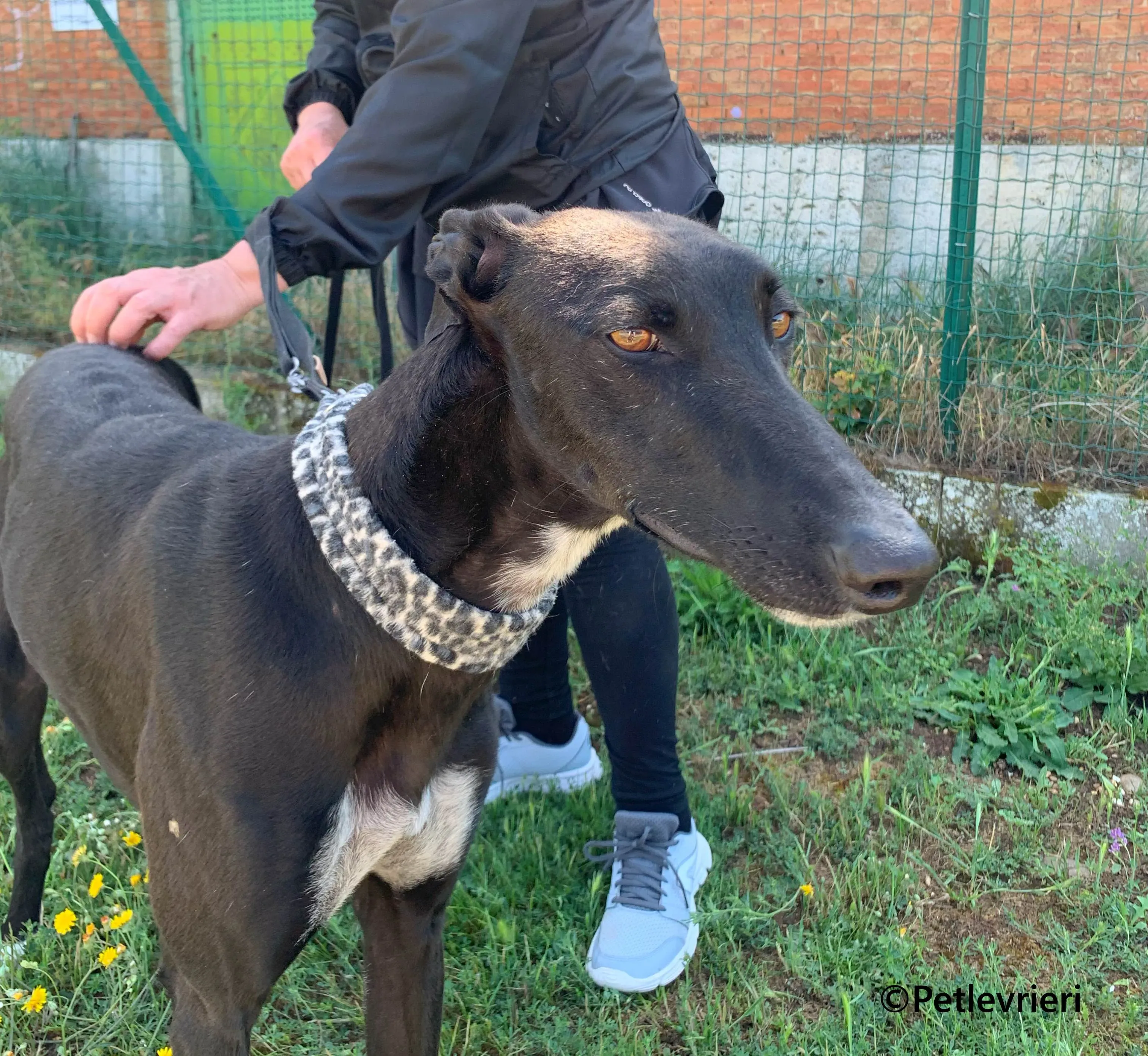 Eros galgo adozione pet levrieri onlus 11 1