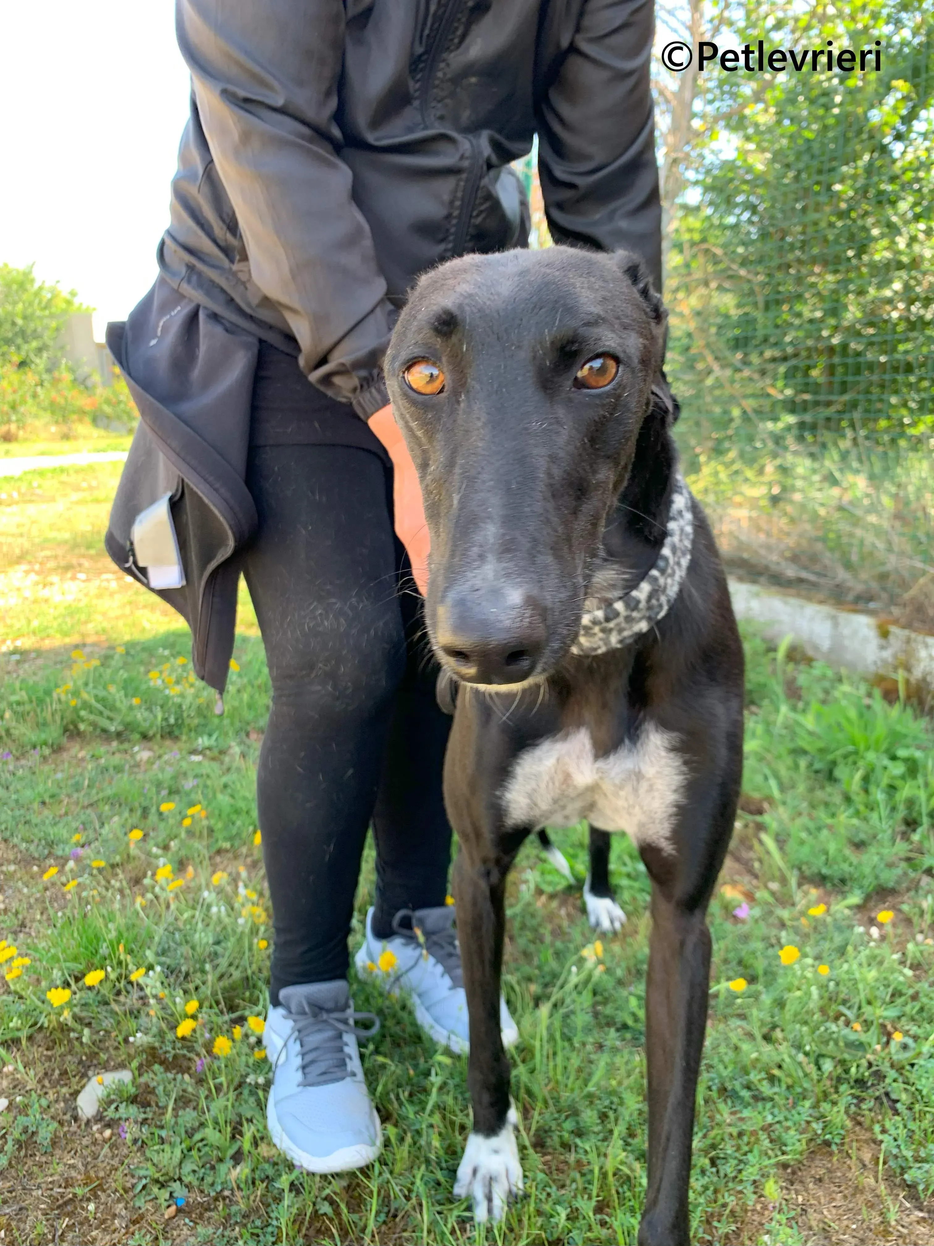 Eros galgo adozione pet levrieri onlus 12 2