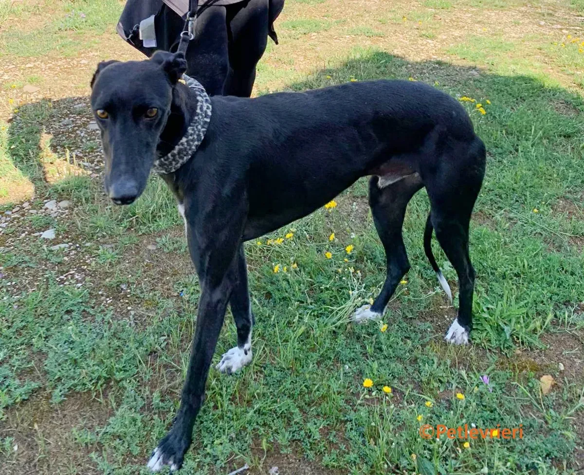 Eros galgo adozione pet levrieri onlus 13 3