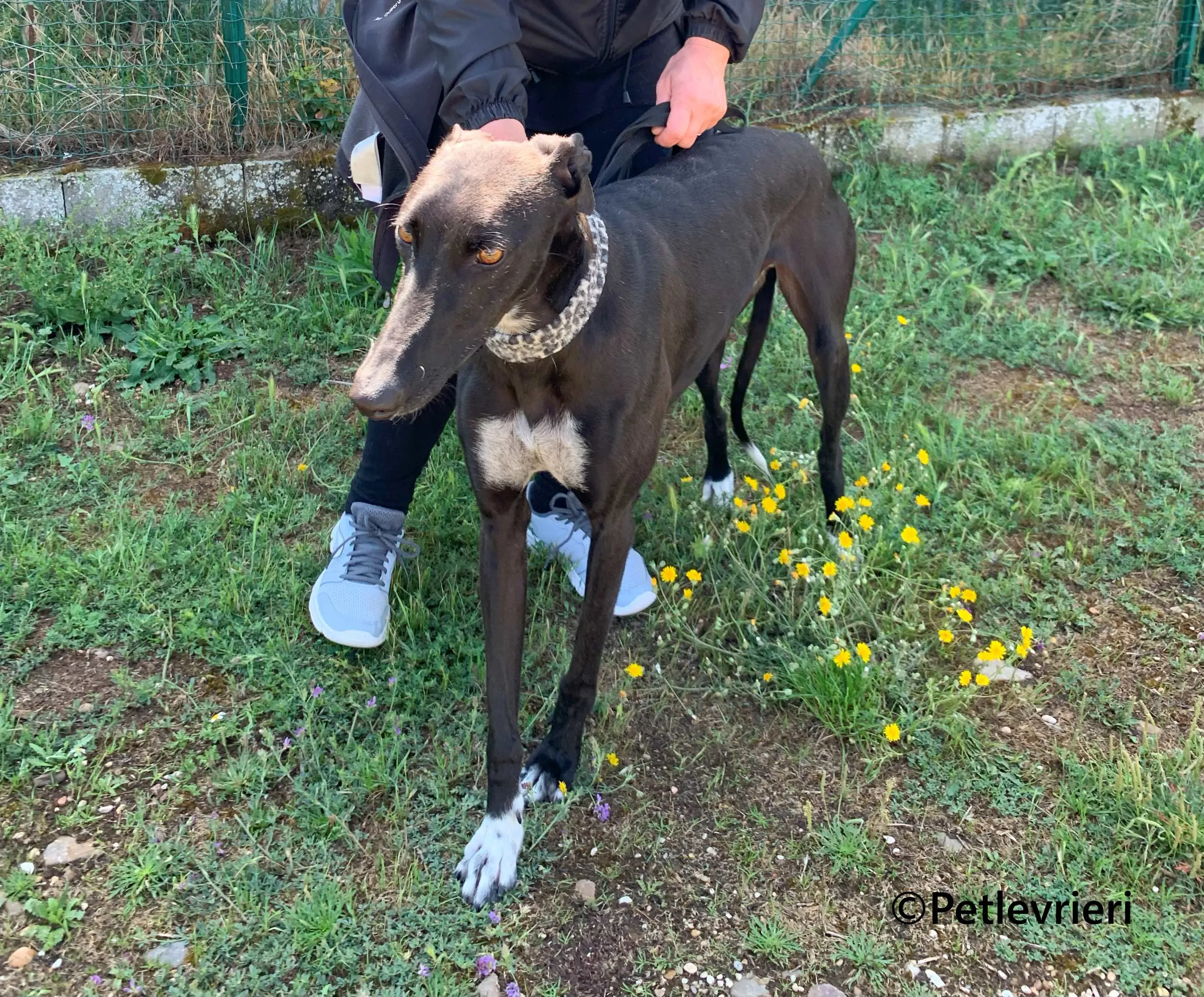 Eros galgo adozione pet levrieri onlus 2 1