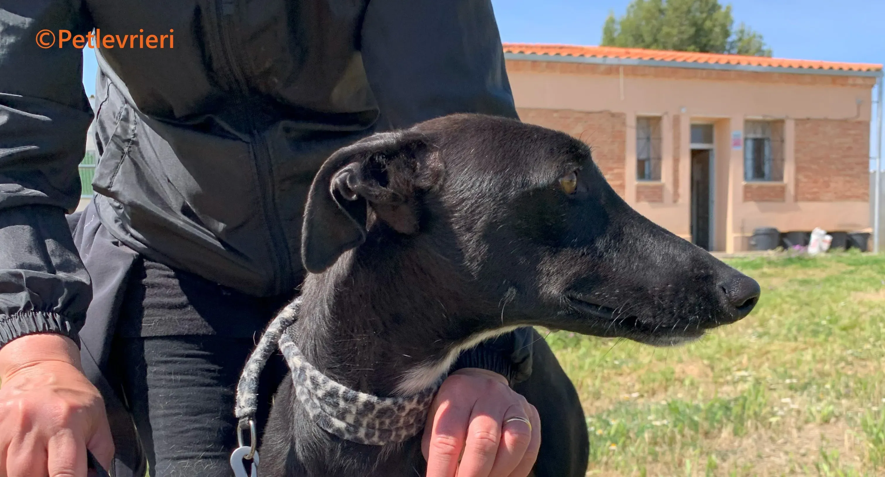 Eros galgo adozione pet levrieri onlus 3 1