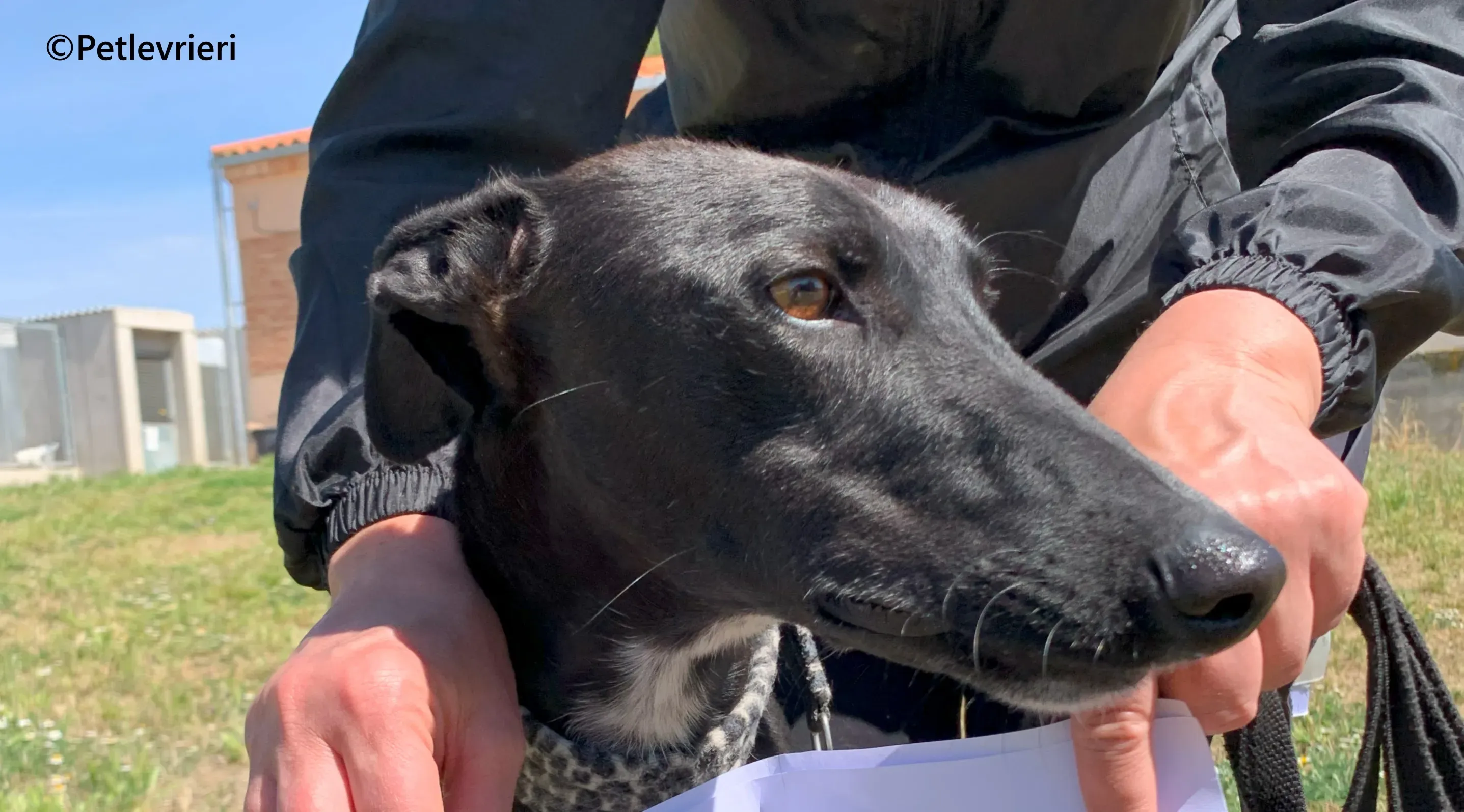 Eros galgo adozione pet levrieri onlus 4 1