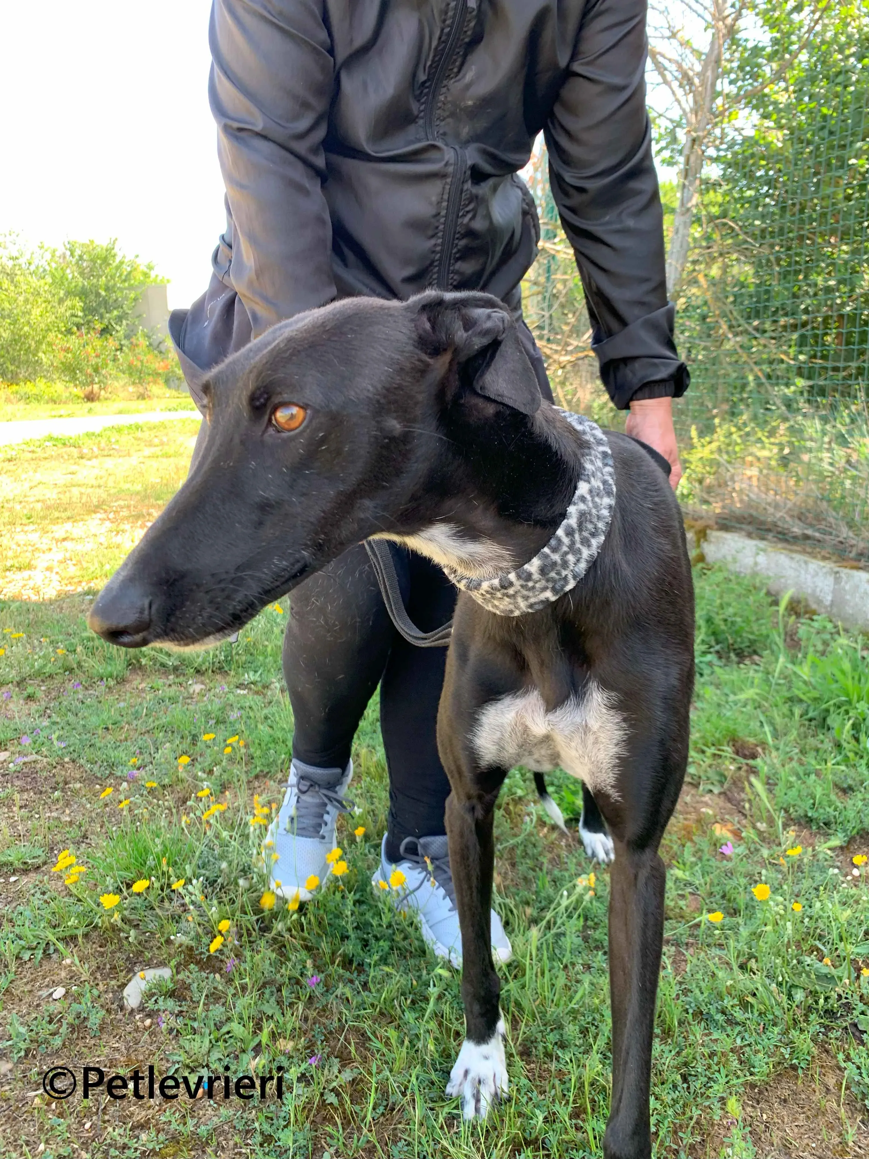 Eros galgo adozione pet levrieri onlus 5 1
