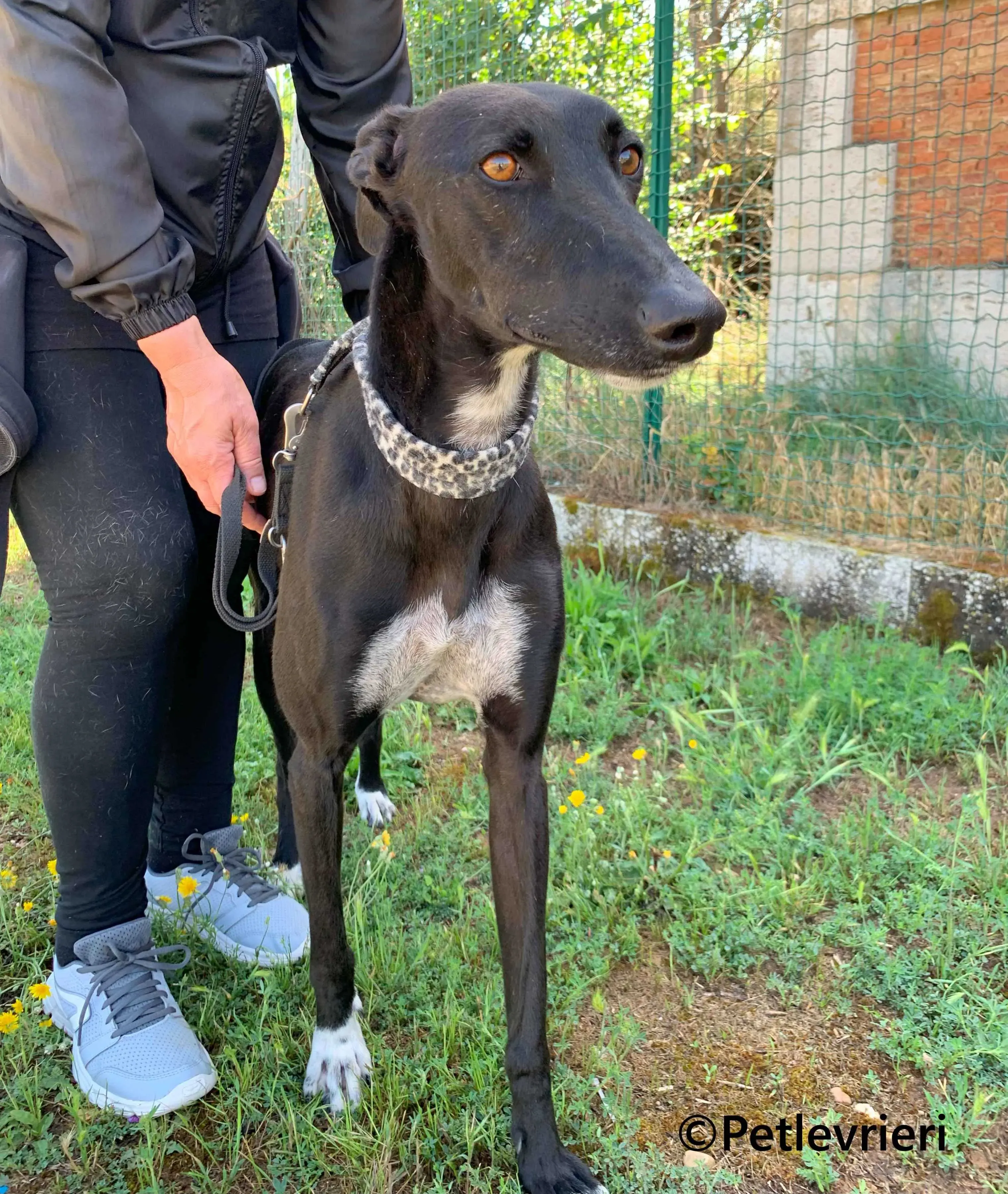 Eros galgo adozione pet levrieri onlus 6 2