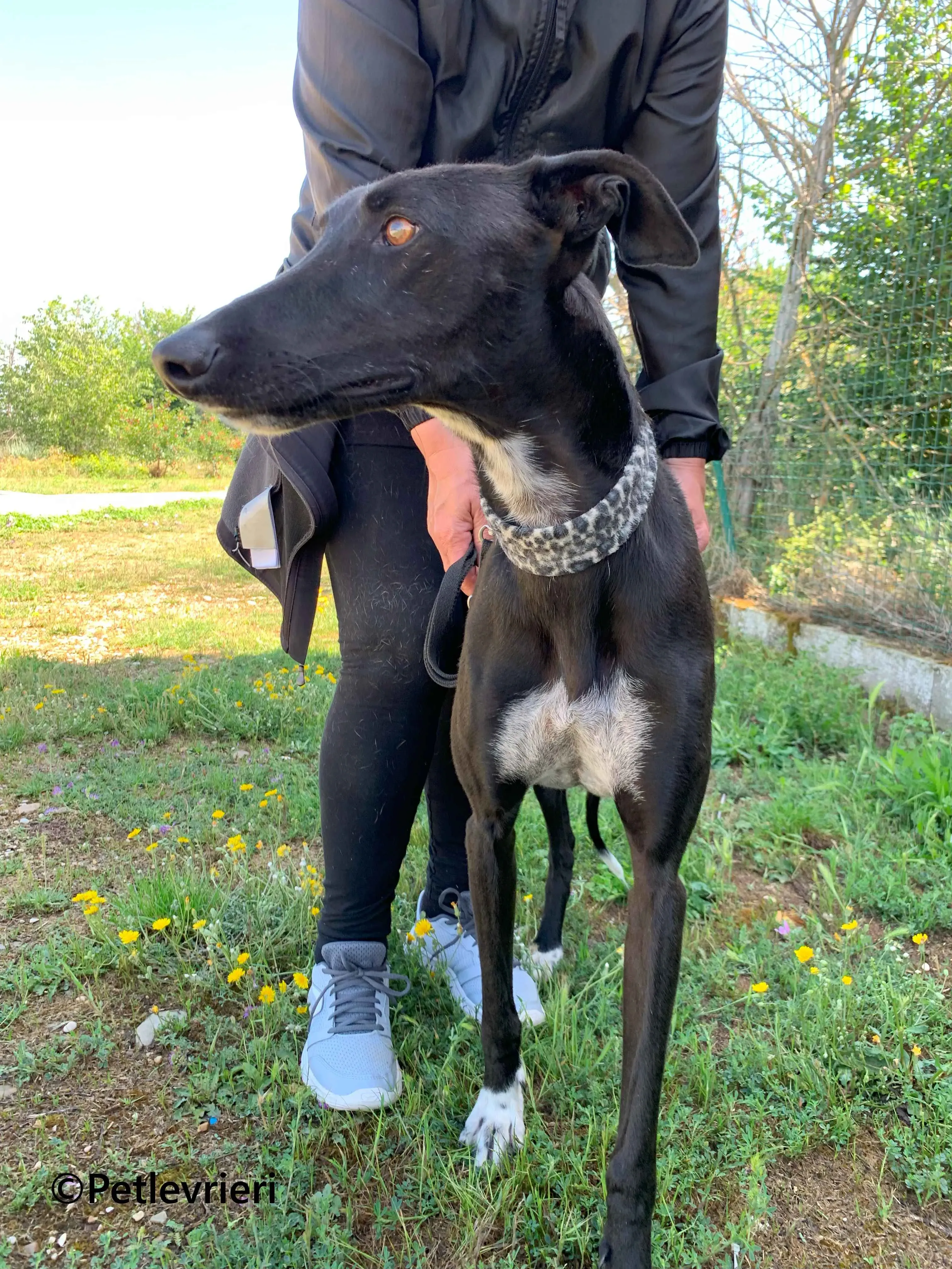 Eros galgo adozione pet levrieri onlus 7 1