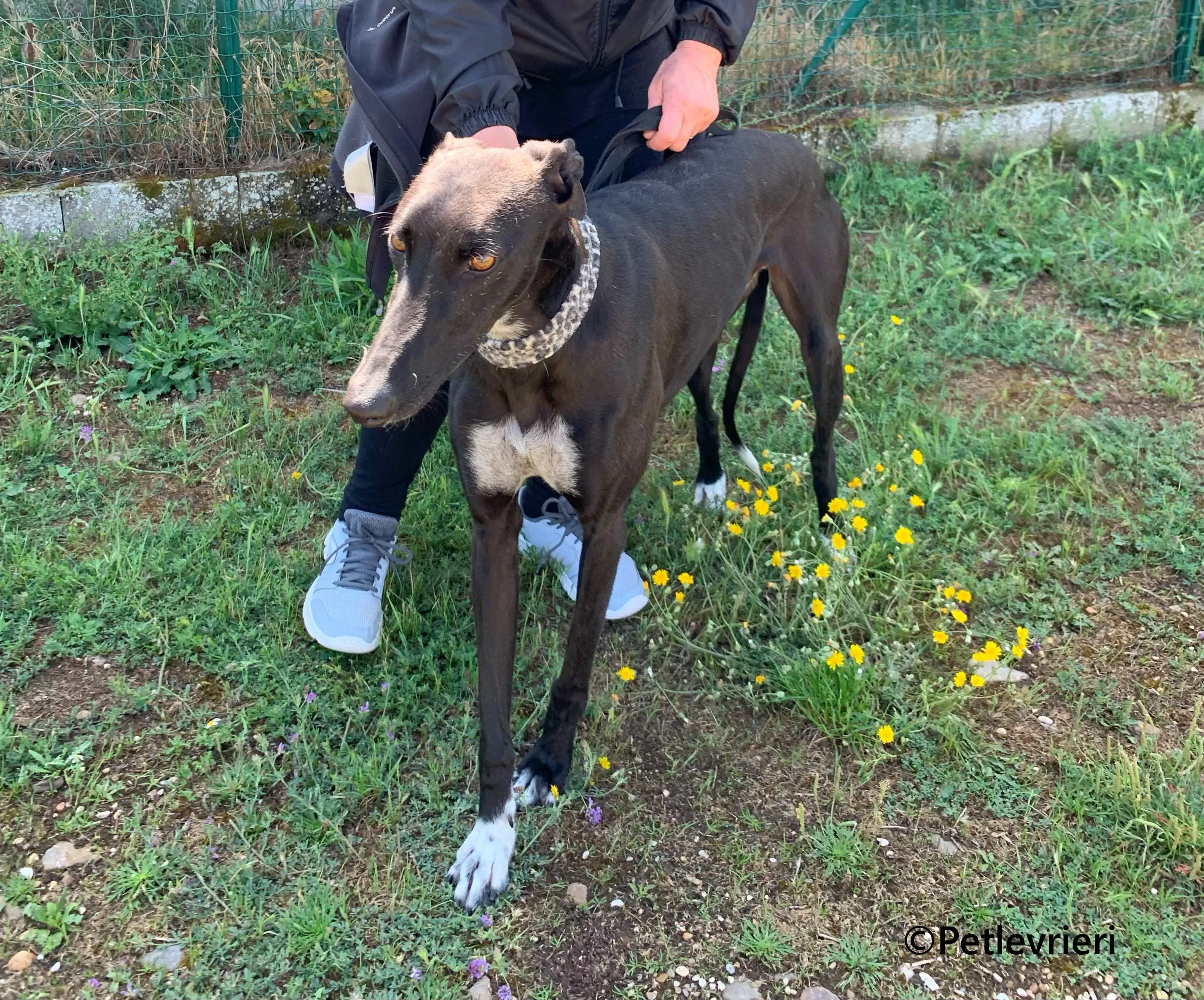 Eros galgo adozione pet levrieri onlus 8 1