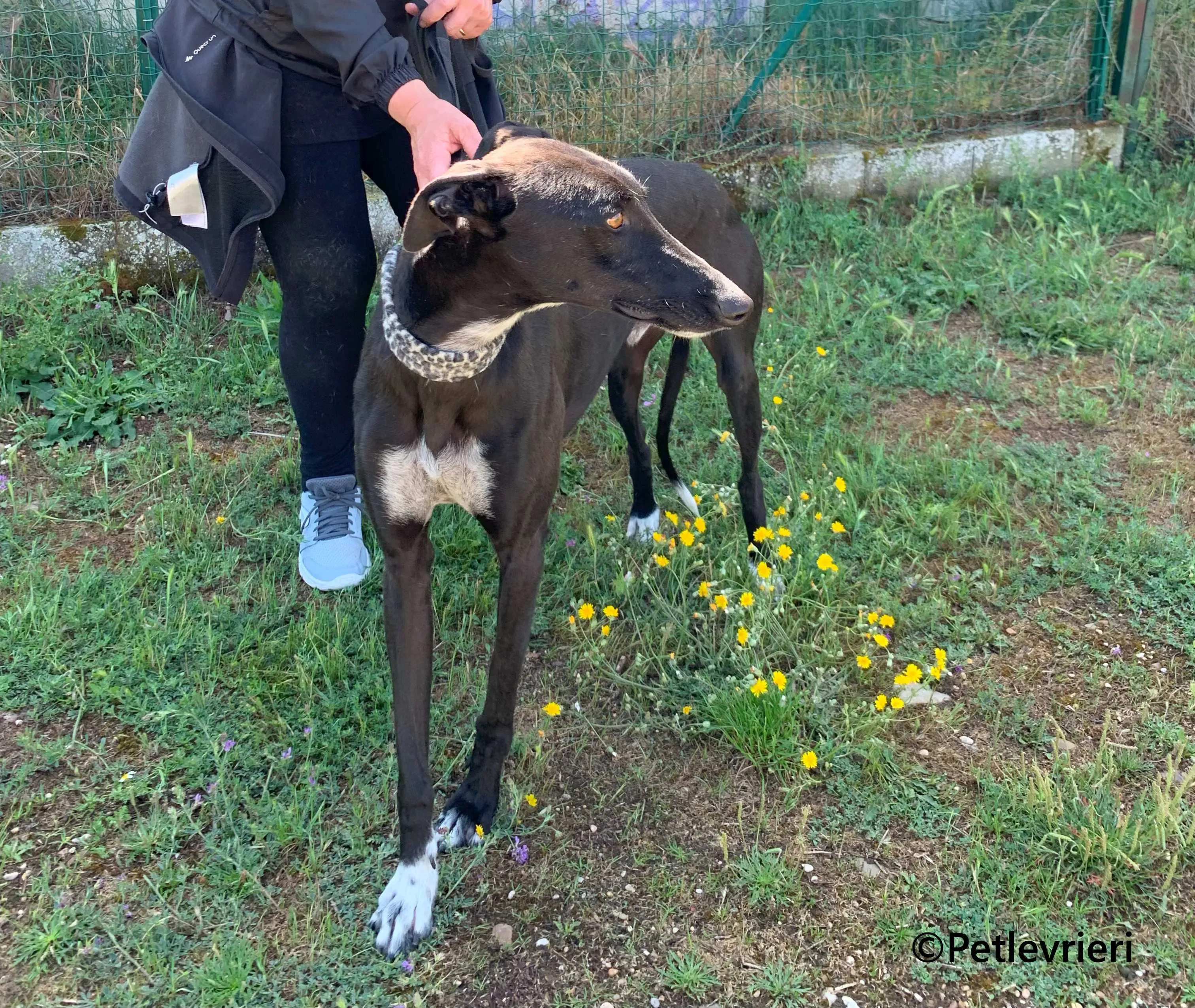 Eros galgo adozione pet levrieri onlus 9 1