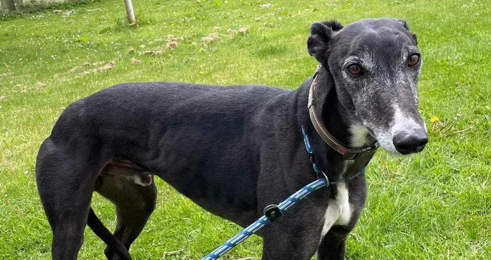 Eske adozione levrieri greyhound 1 e1619888103670